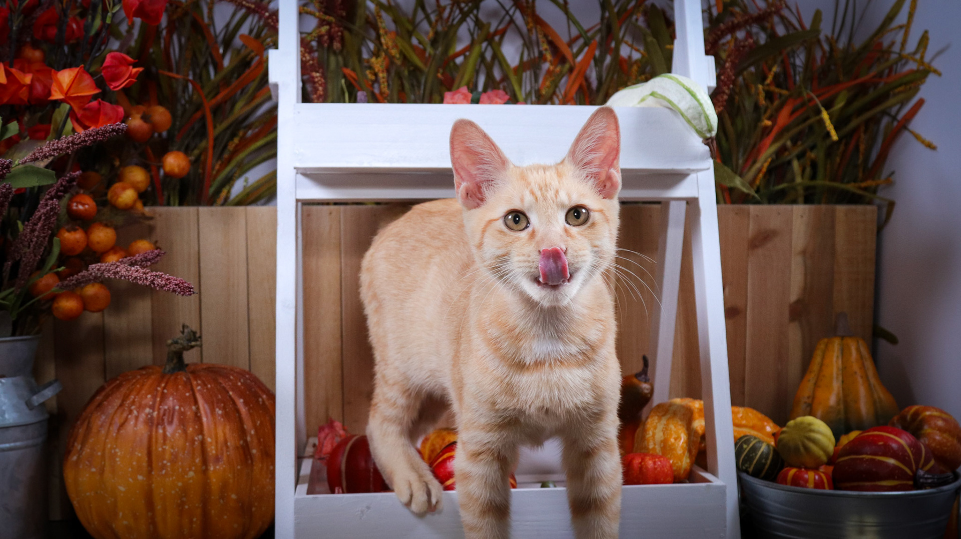 Rusty (M-DSH-Orange/White)