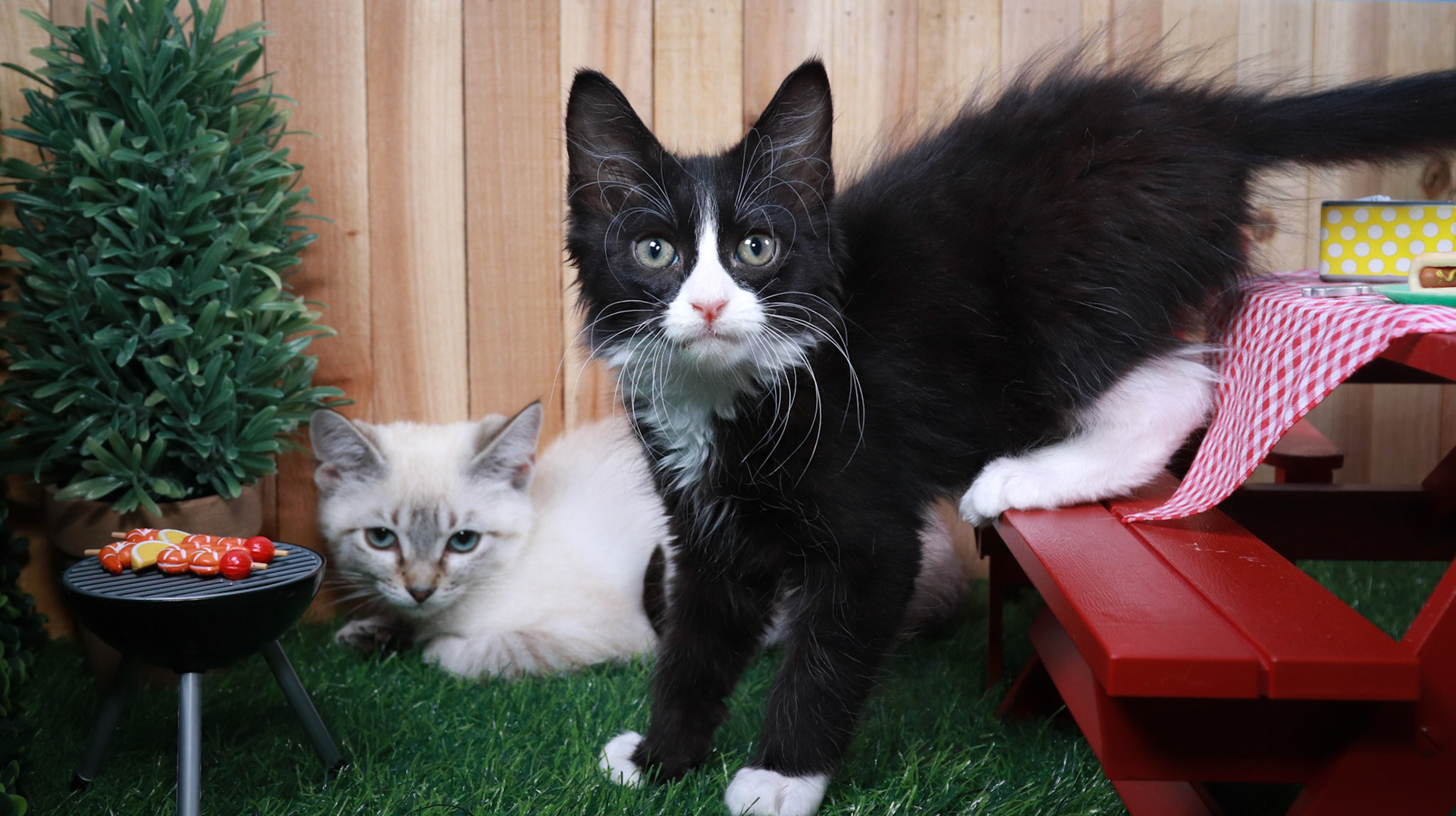 Cocoa Puff (M-DSH-Lynx Point Siamese), Sylvester (M-DLH-Black/White/Tuxie)