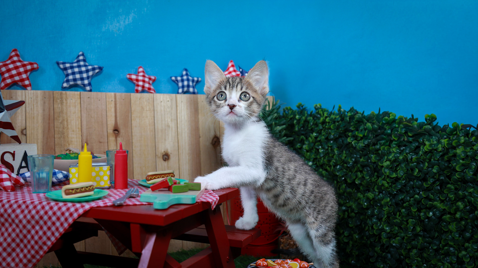 Eragon (M-DSH-Tabby/White)