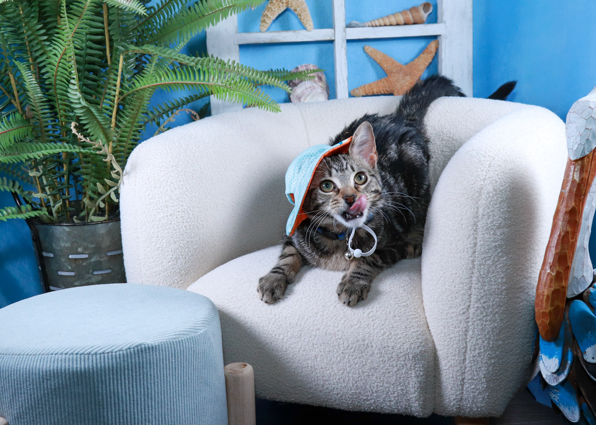 Nooki (F-DSH-Tabby)