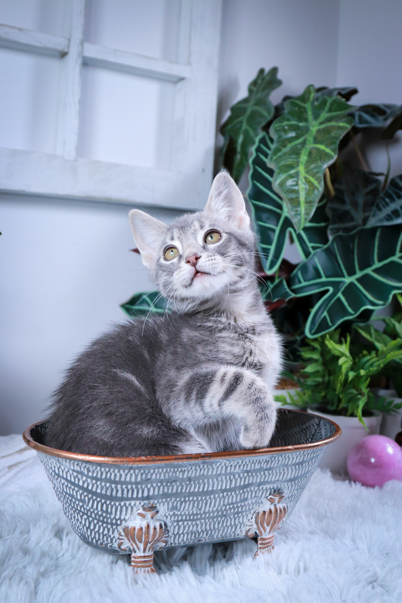 Tobey (M-DSH-Gray/Tabby)