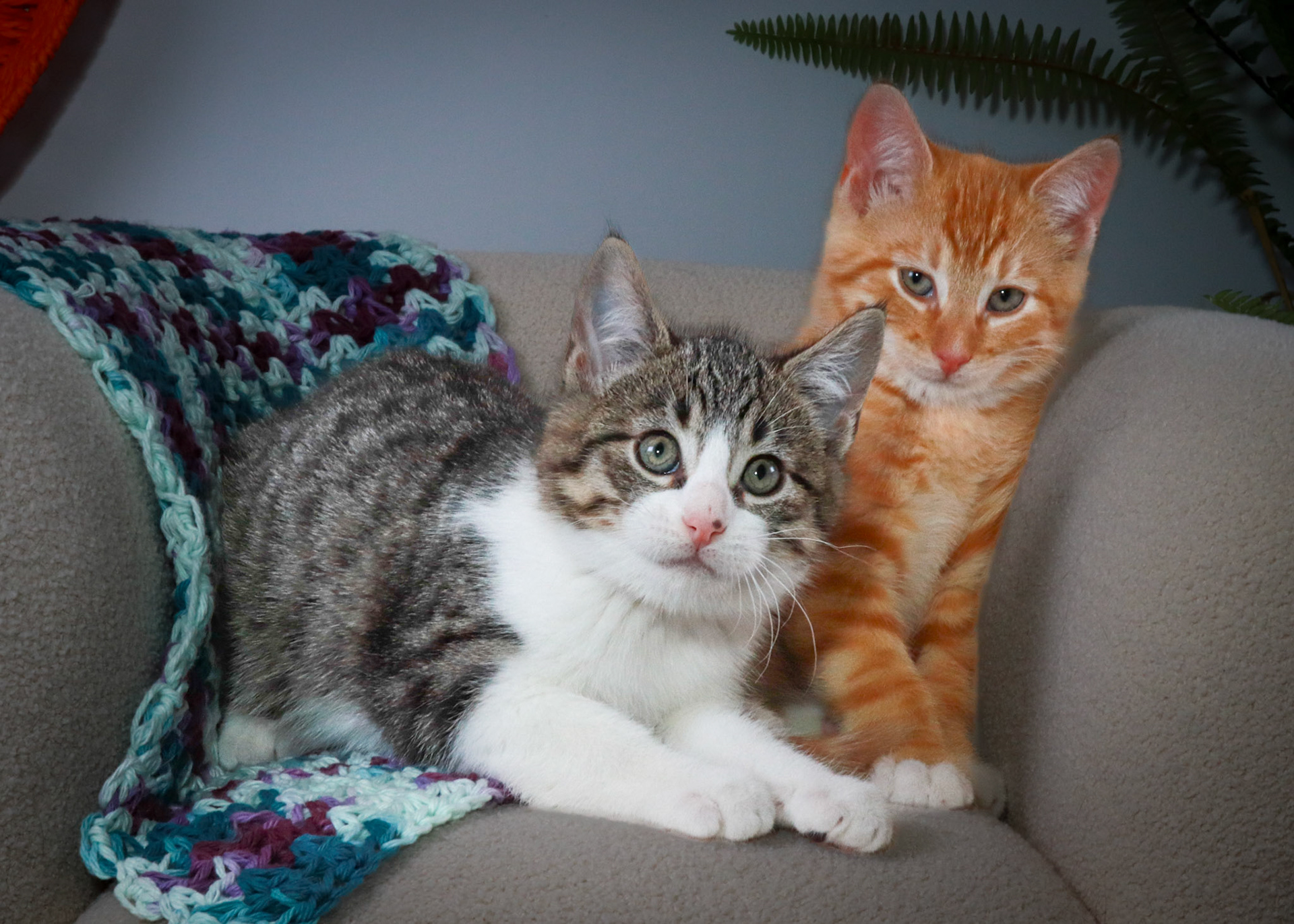 Gus (M-DSH-Tabby/White), Woodrow (M-DSH-Ginger)
