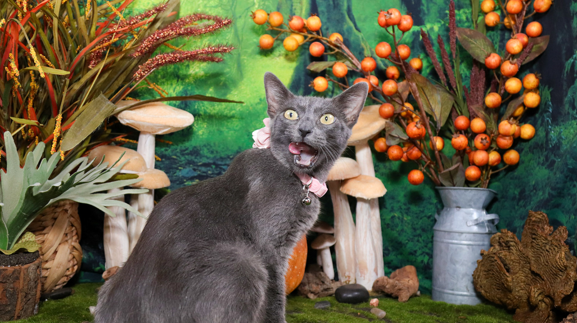Willow (F-DSH-Russian Blue Mix)