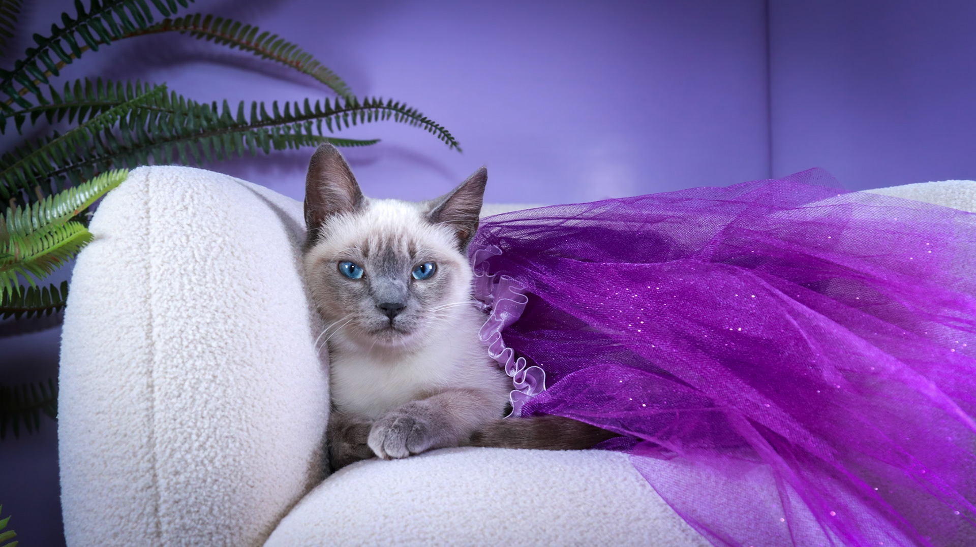Grit (F-DSH-Siamese)