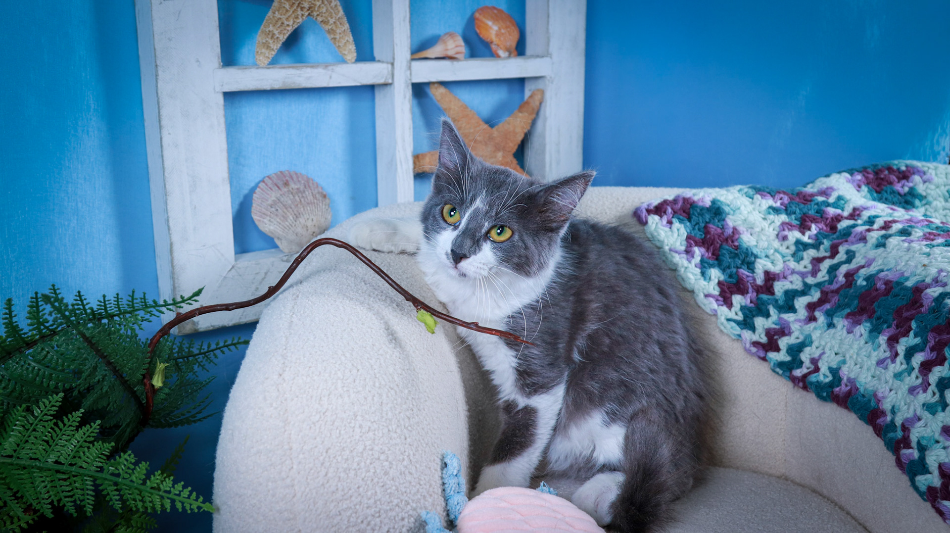 Sweet Beauty (F-DSH-Gray/White)
