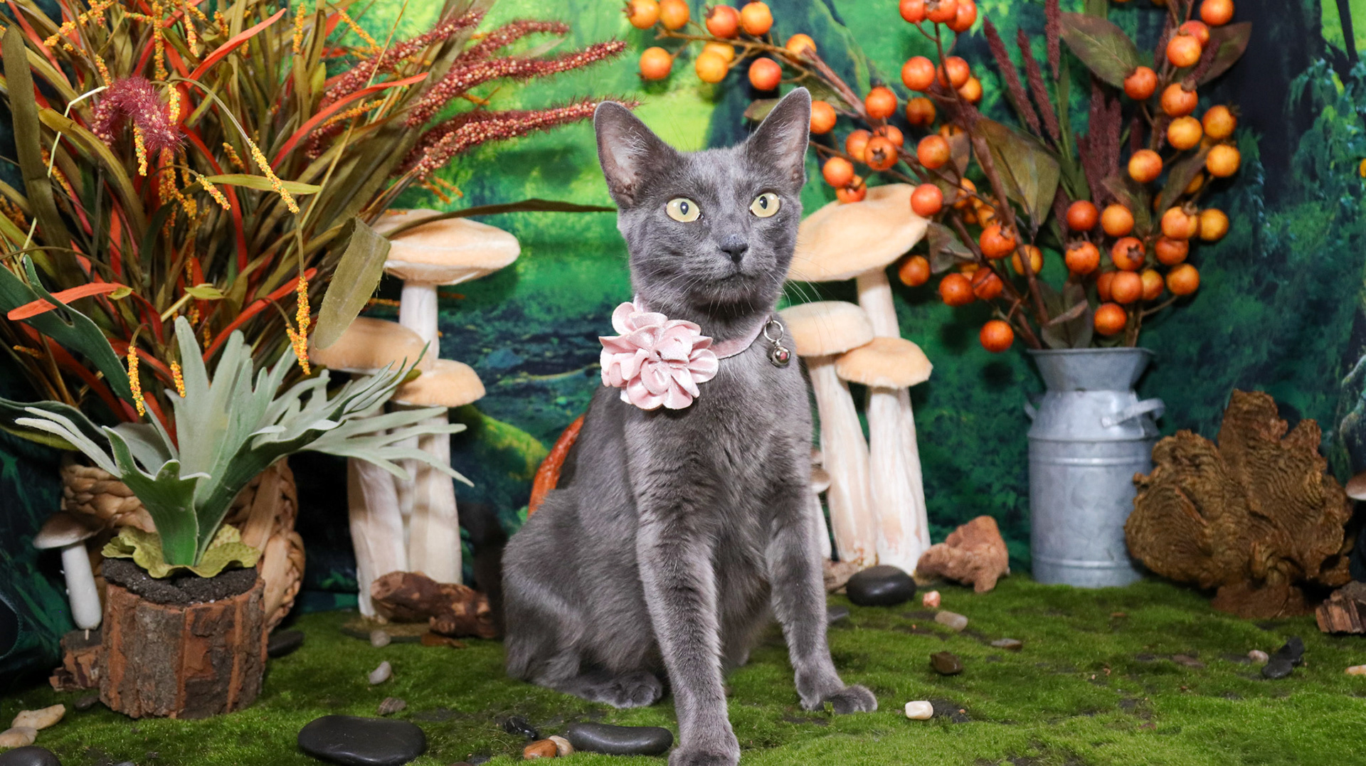Willow (F-DSH-Russian Blue Mix)
