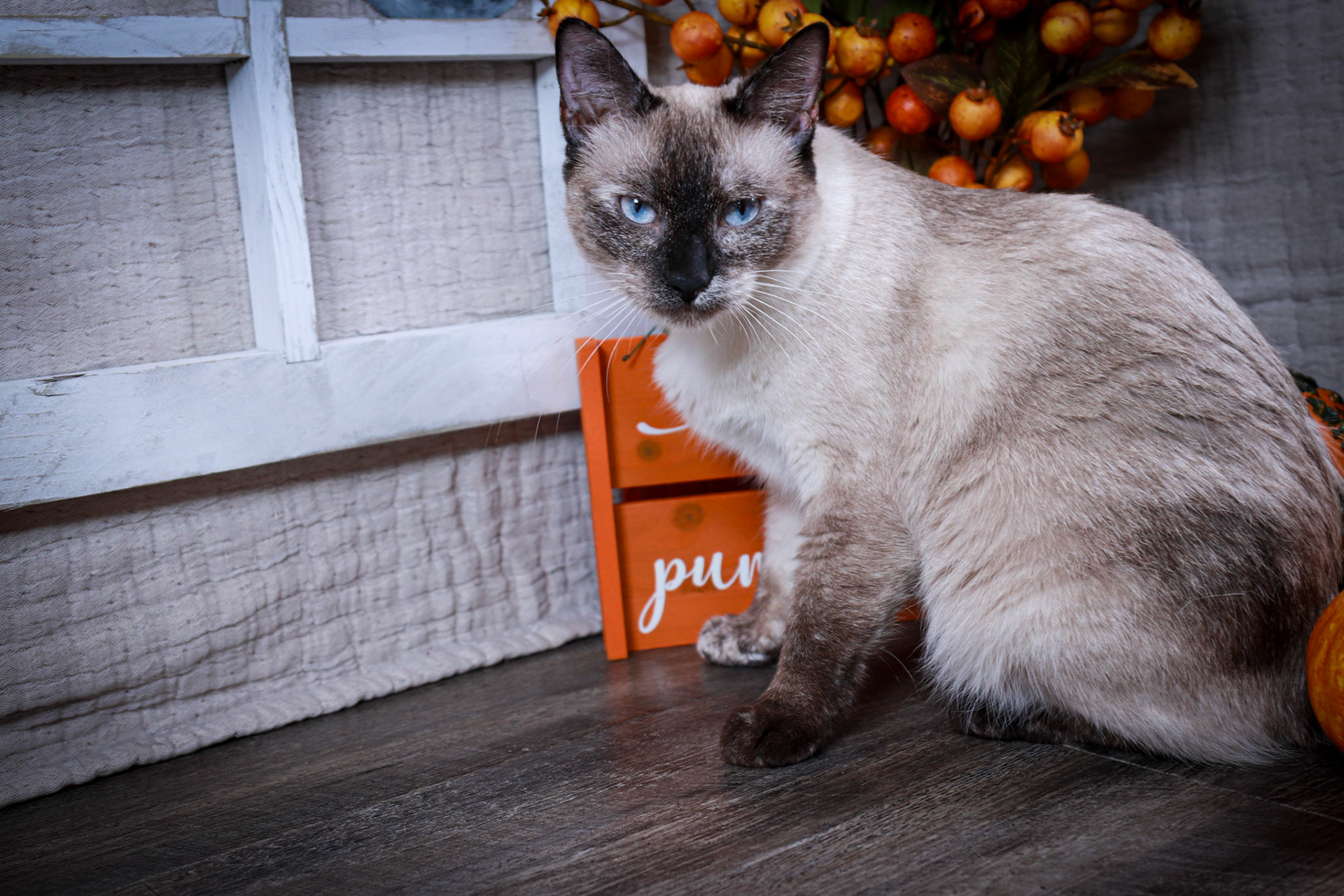 Alice (F-DSH-Tortie Point Siamese)