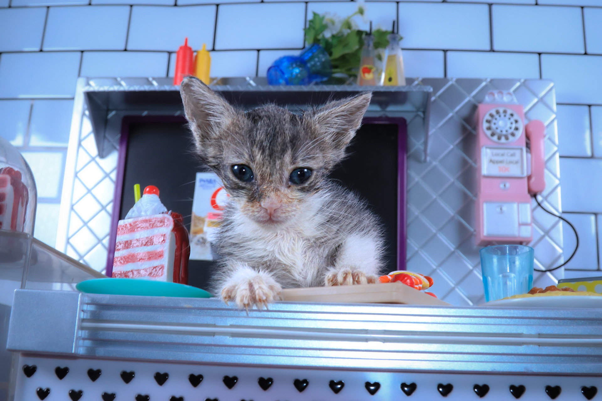 Tag (F-DSH-Grey/White/Tabby)