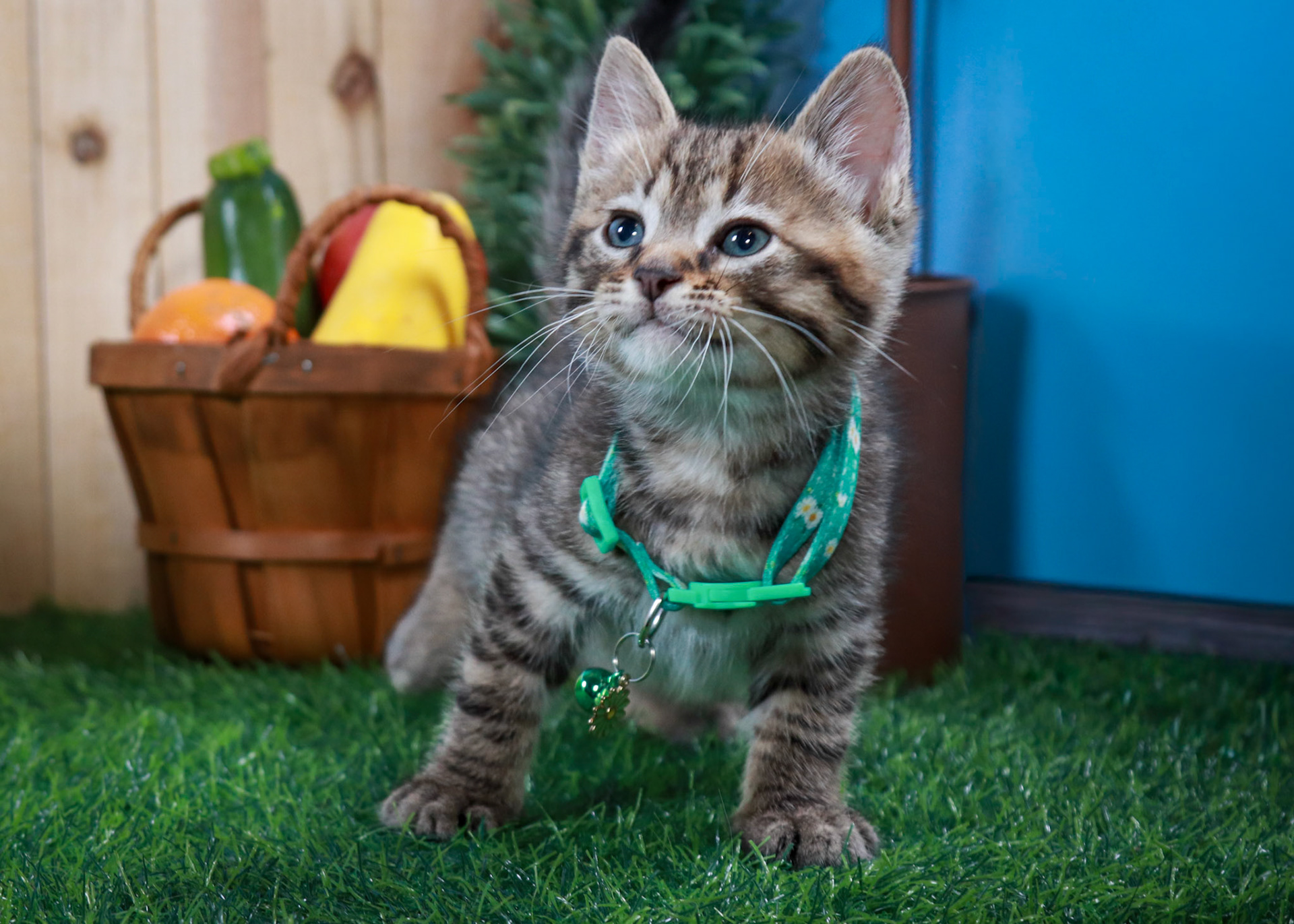 Walter (M-DSH-Tabby)