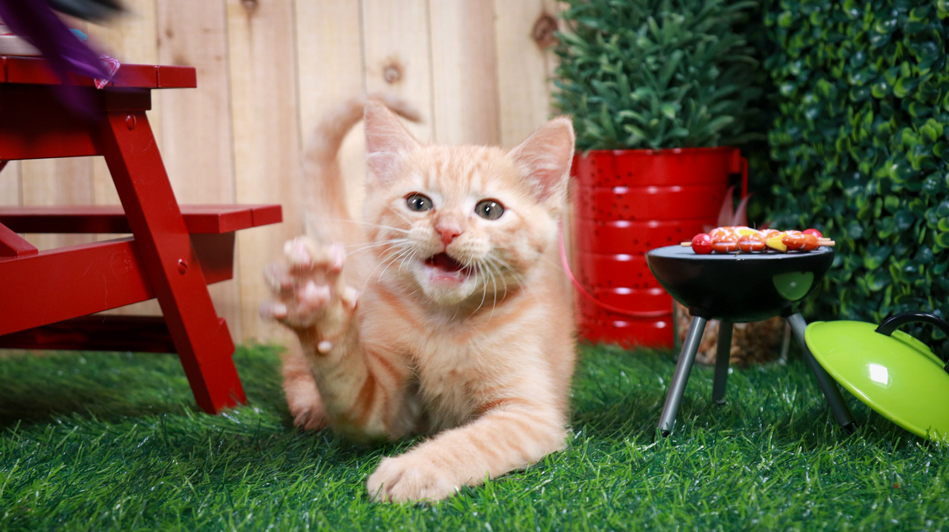 Gus Gus (M-DSH-Ginger)