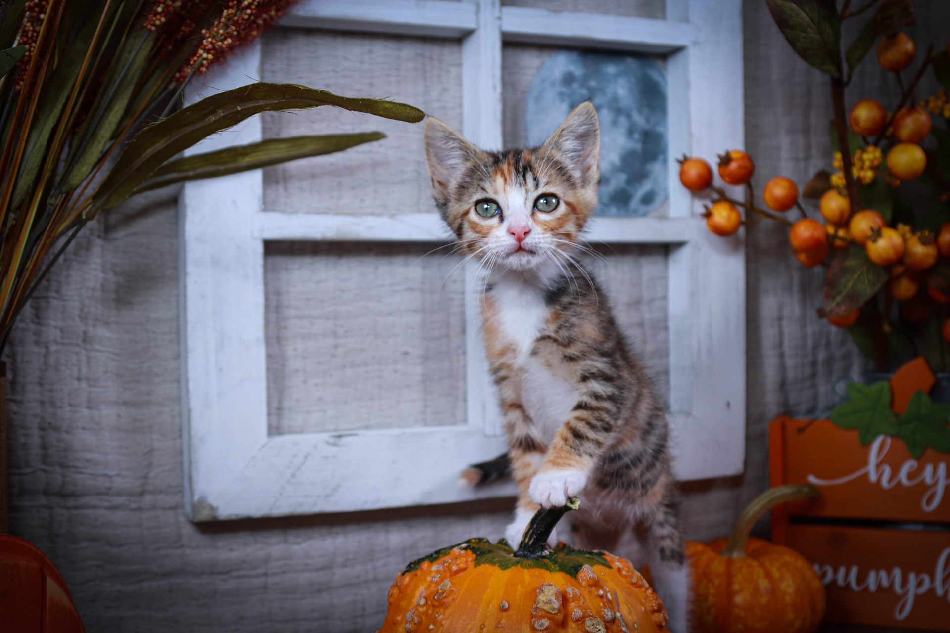 Donna (F-DSH-Calico)