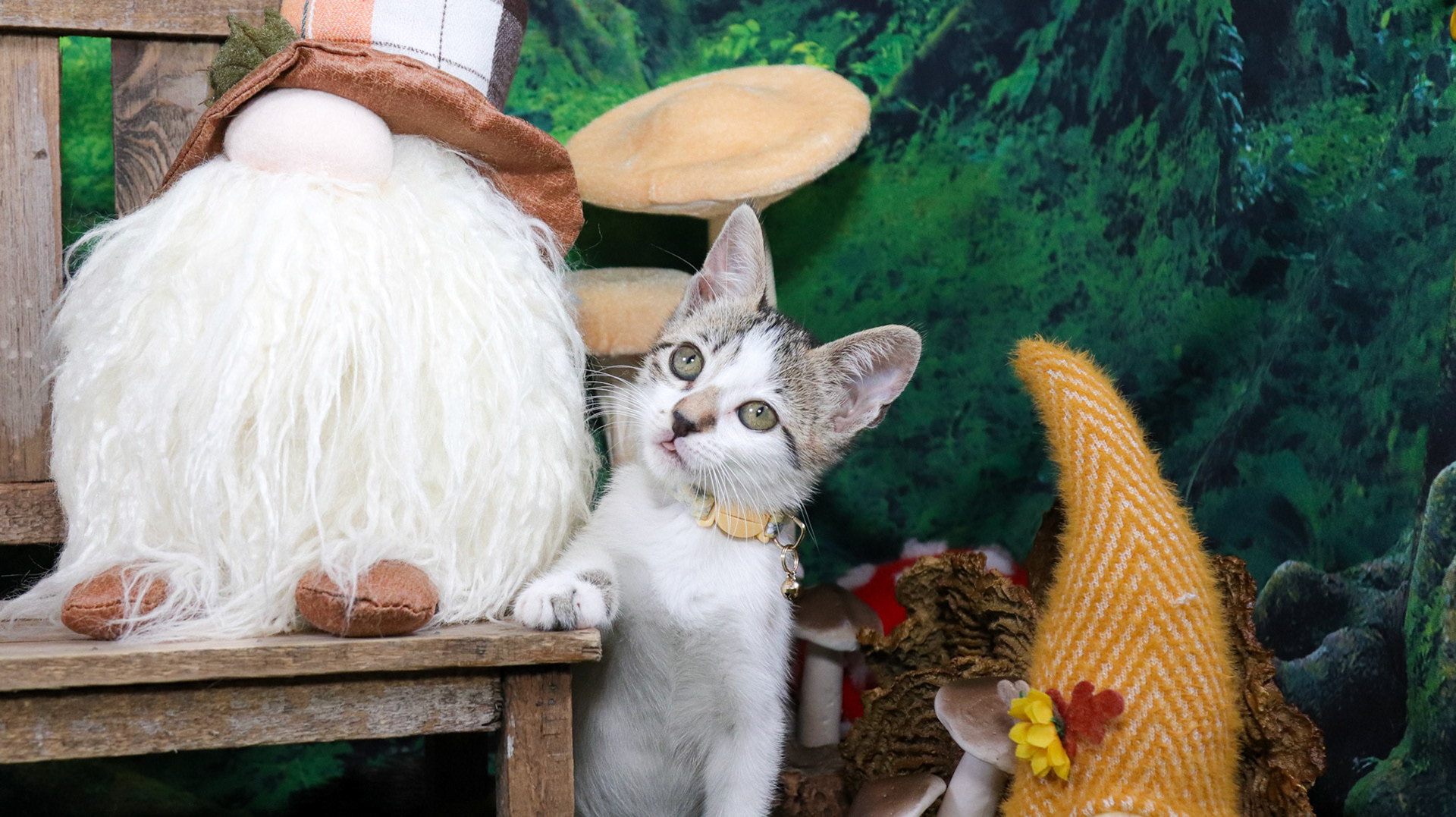 Clover (F-DSH-Tabby/White)