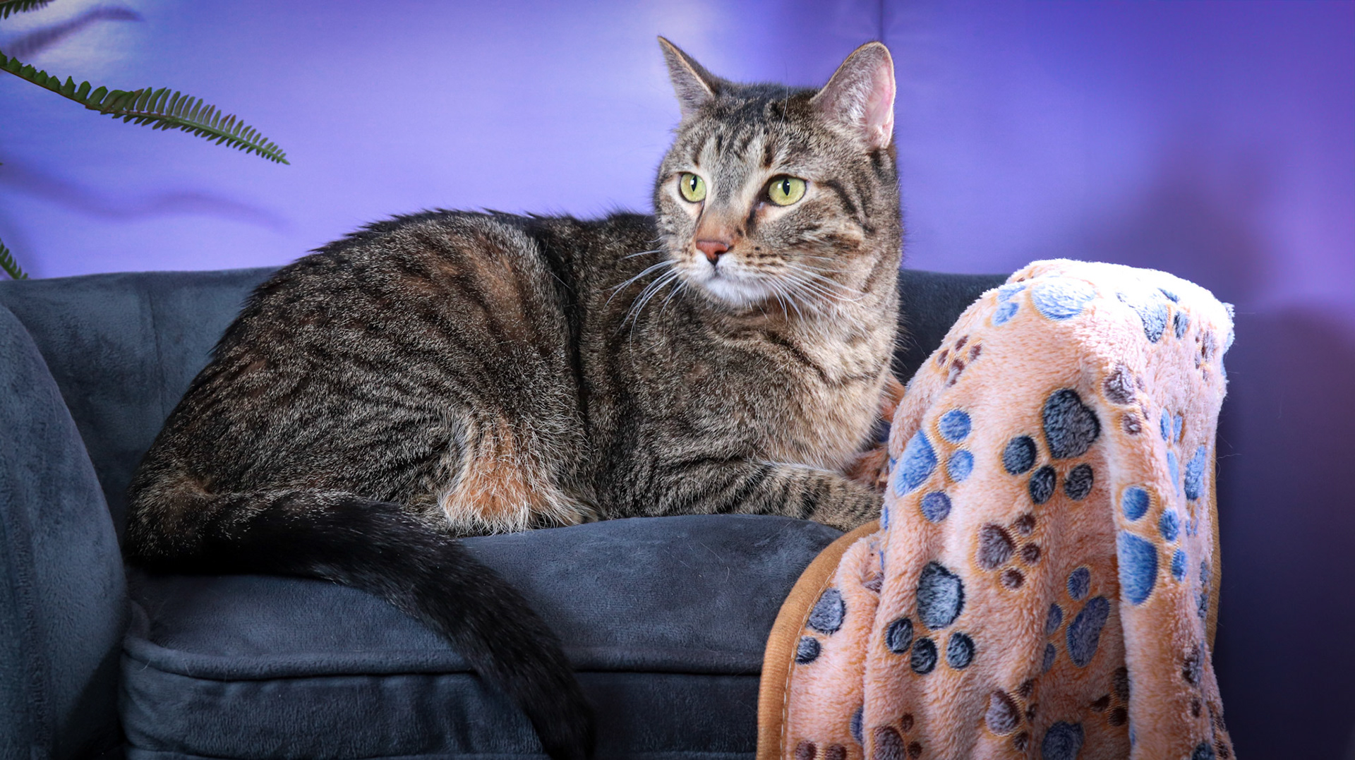 Tommy (M-DSH-Brown/Black/Tabby)