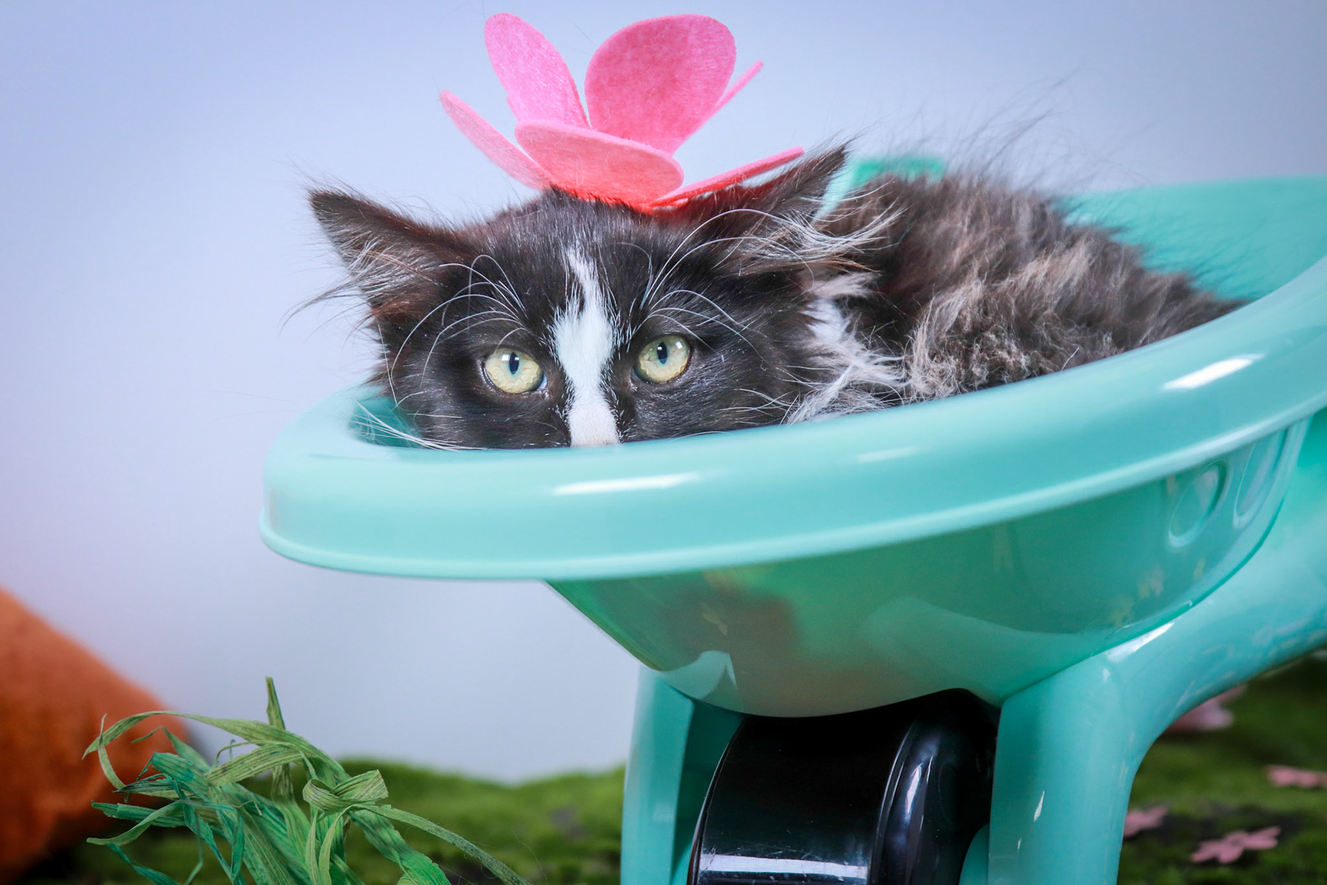 Jade (F-DLH-Black/White/Tuxie)