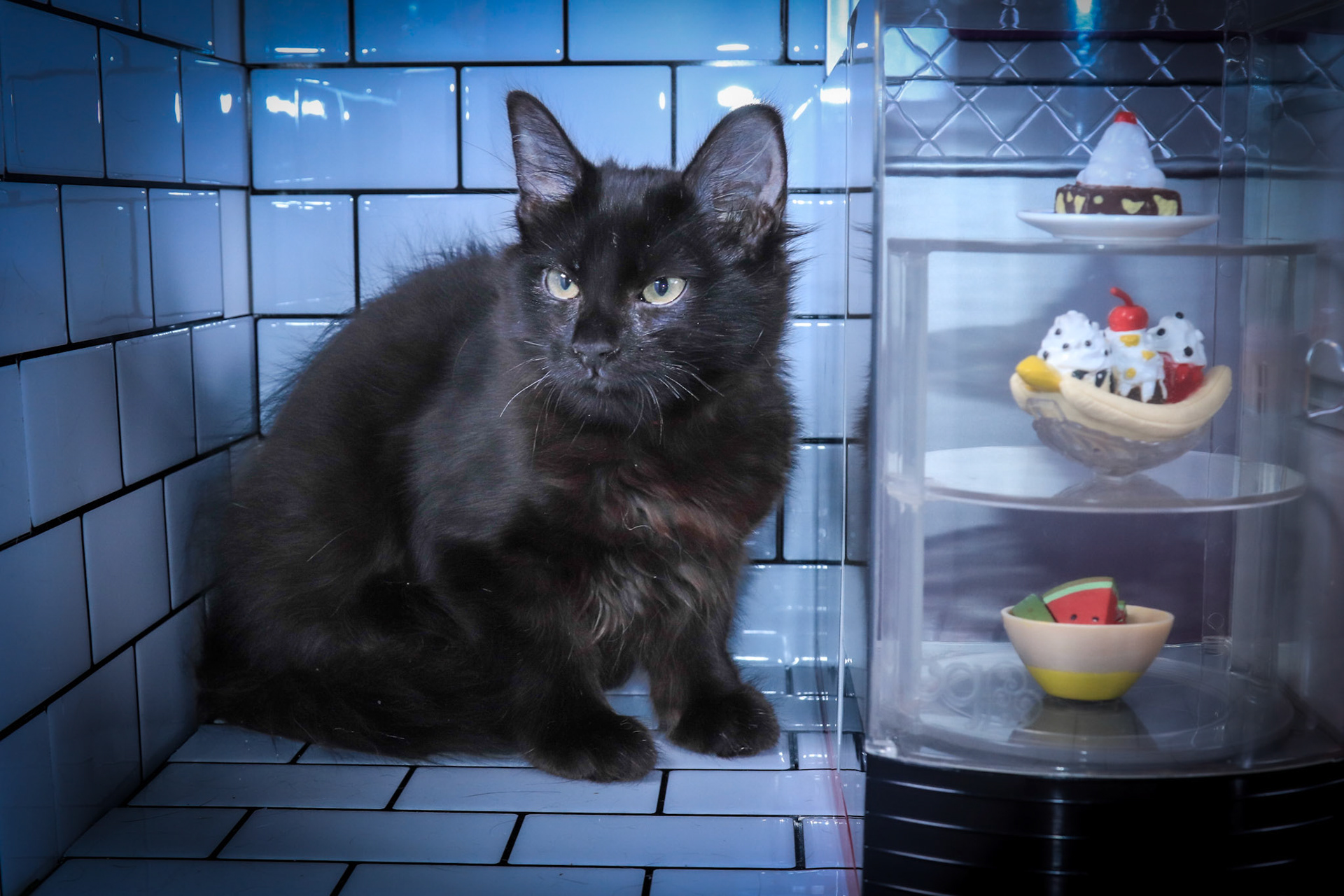 Mooshi (F-DMH-Black)
