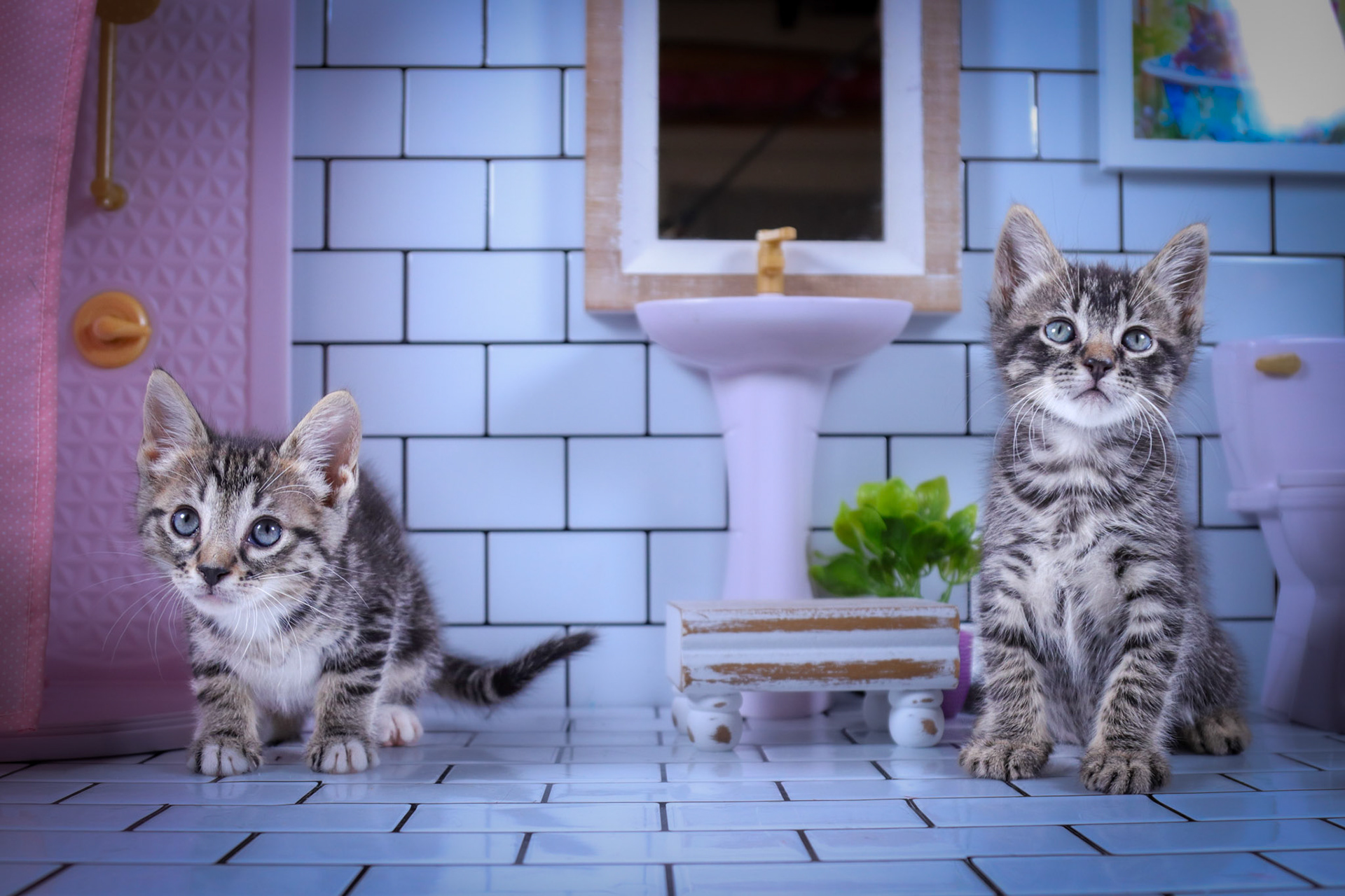 Monkey (M-DSH-Tabby), Milo (M-DSH-Tabby/White)