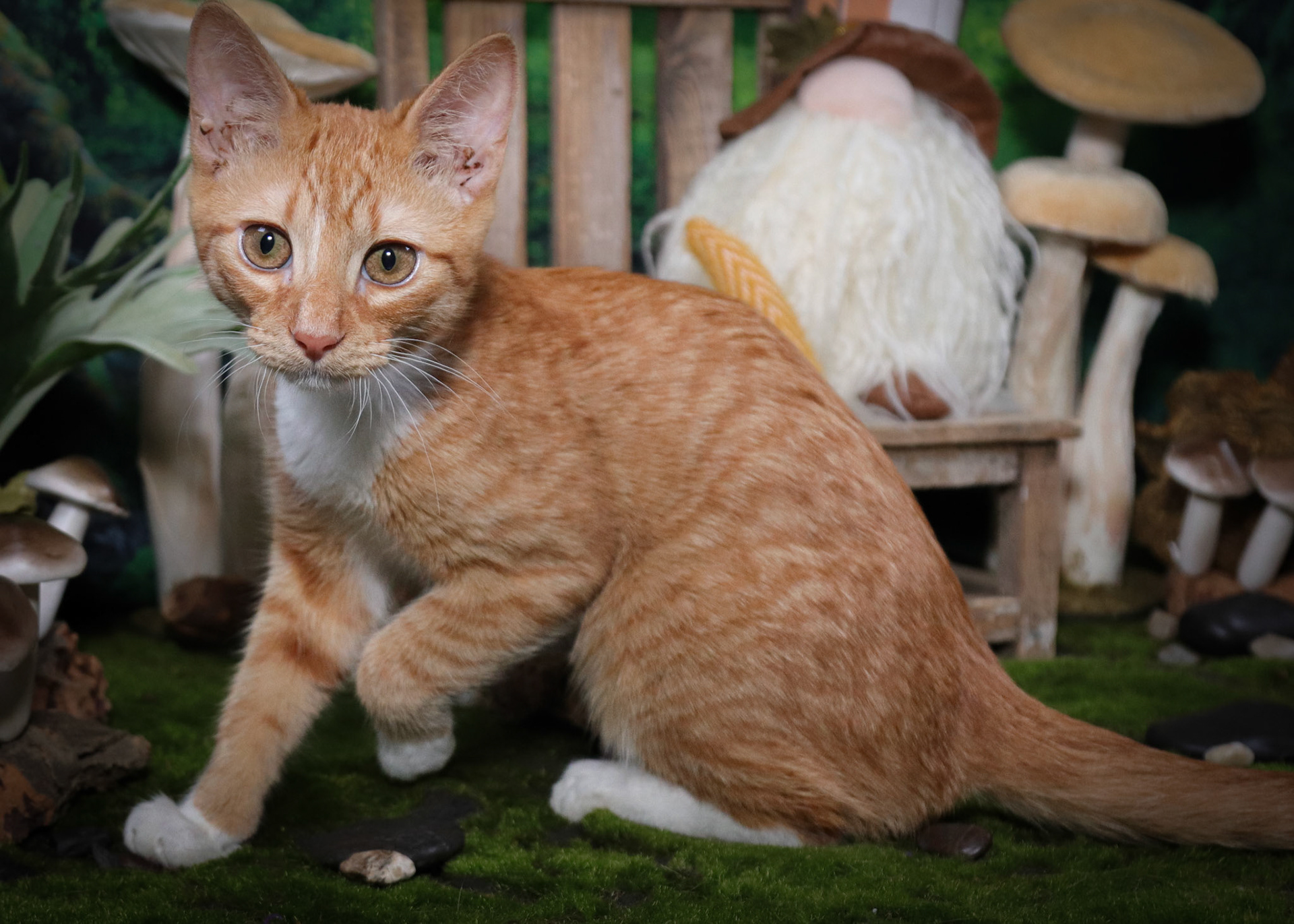 Botitas (M-DSH-Ginger/White/Tabby)