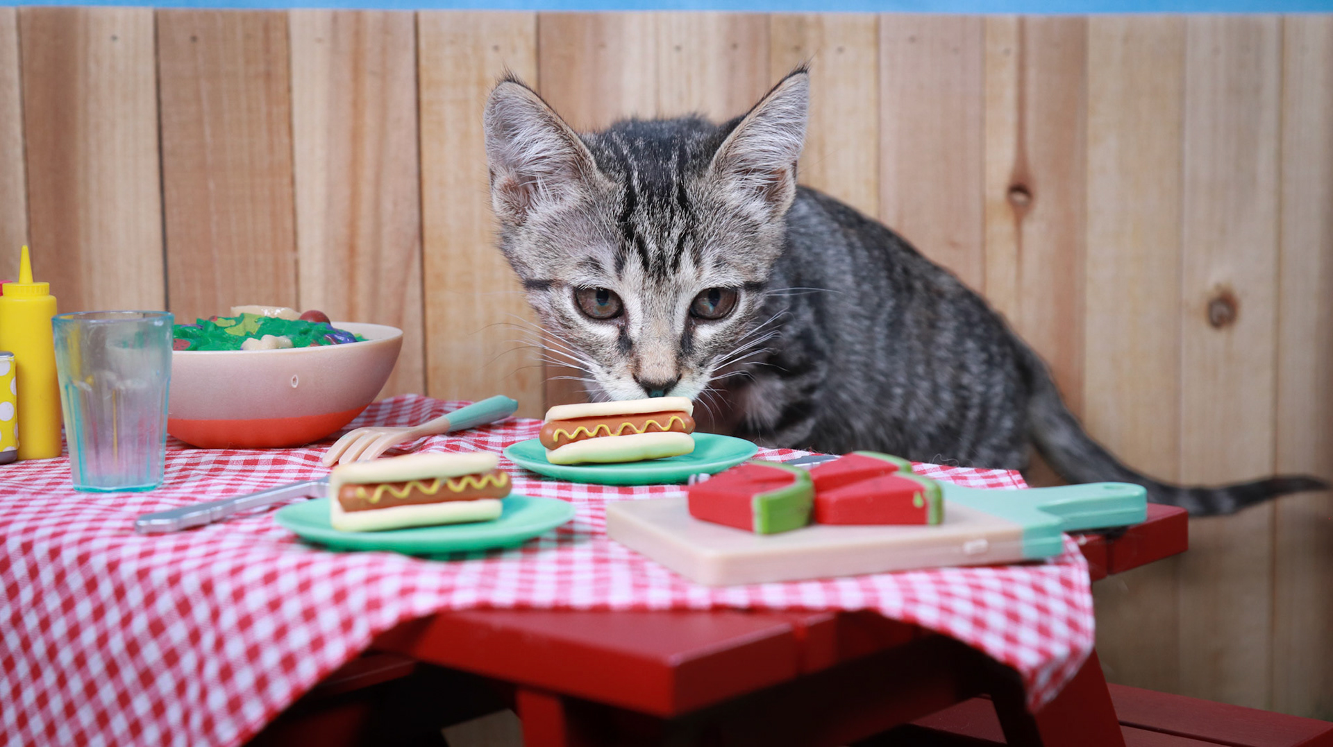 Toonces (F-DSH-Tabby)