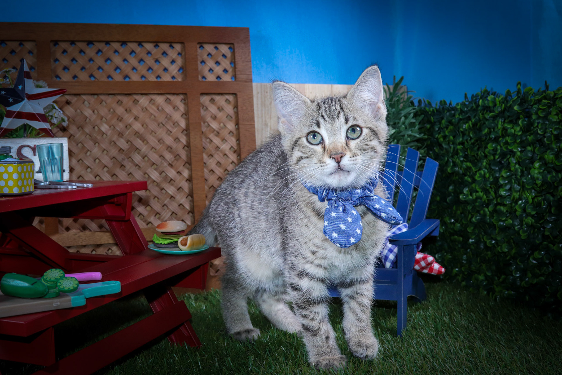 Rocky (M-DSH-Tabby)