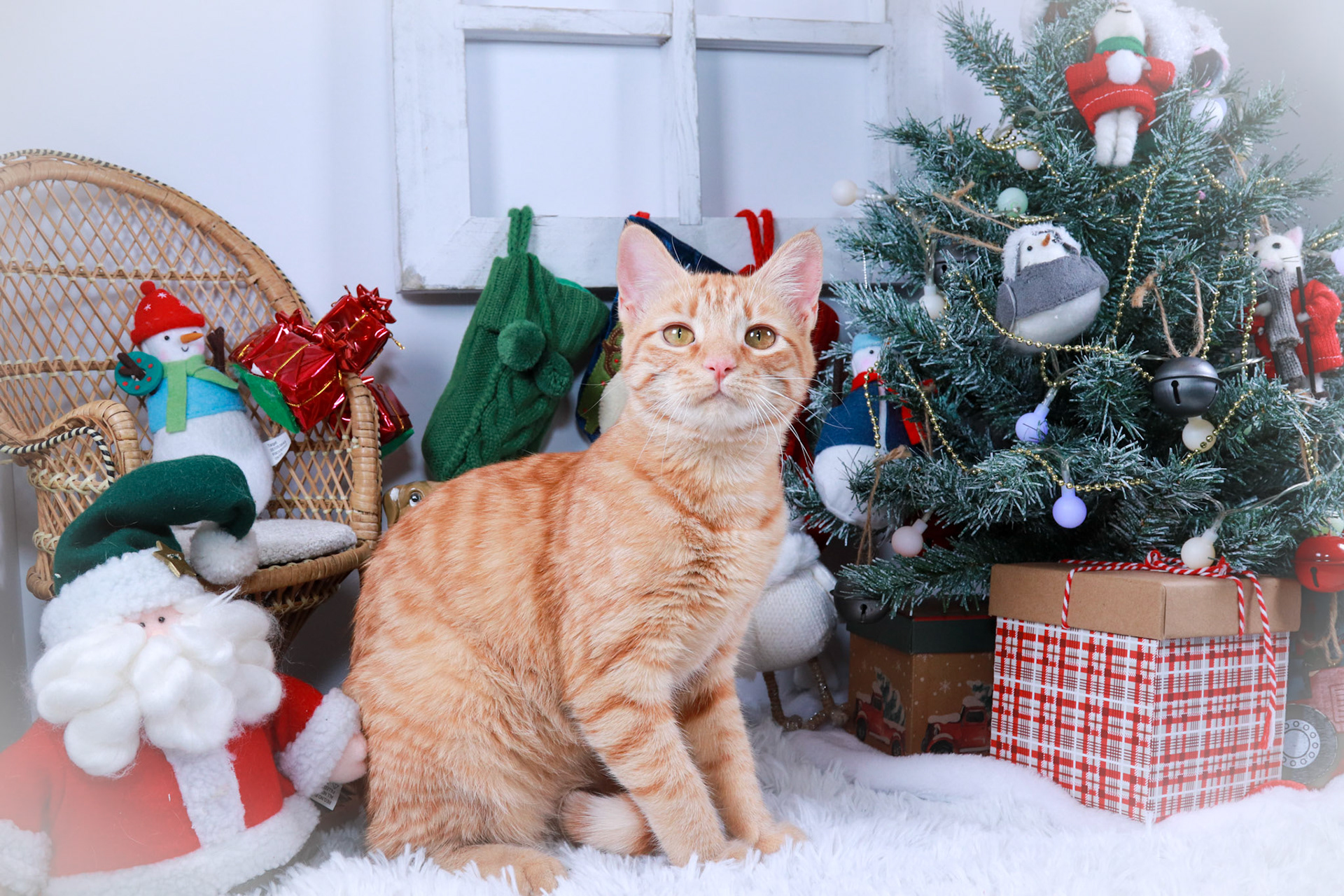 Barbie (F-DSH-Ginger)
