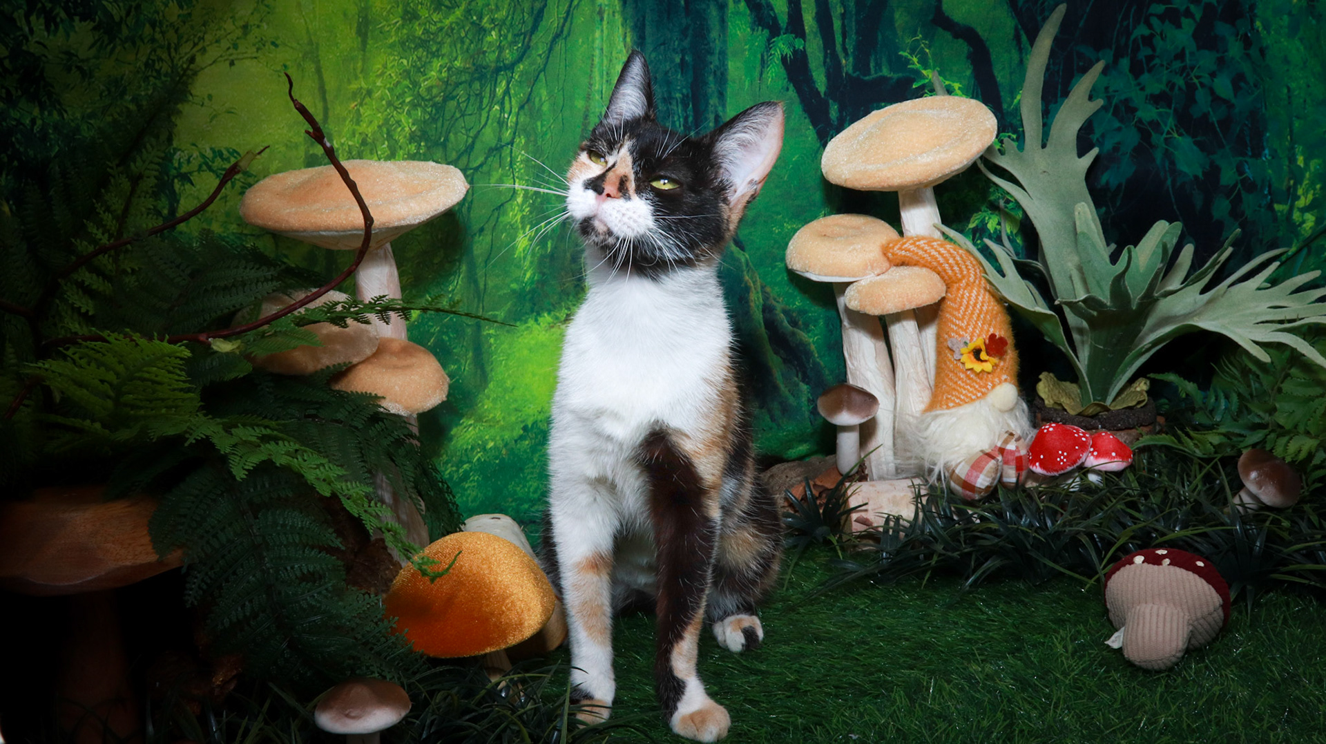 Honey (F-DSH-Calico)