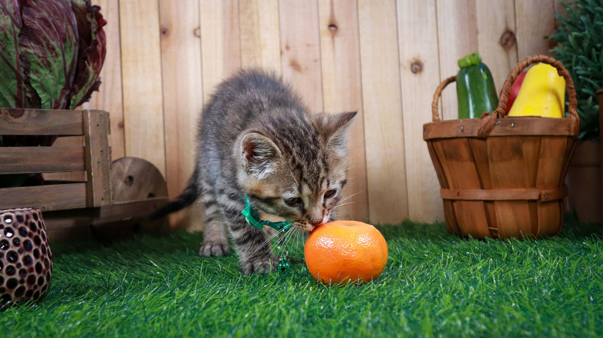 Walter (M-DSH-Tabby)