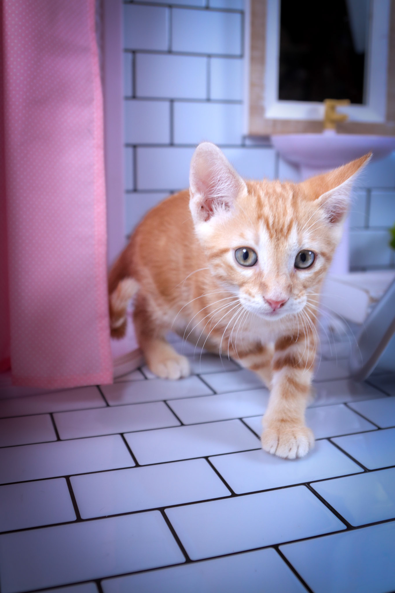 Cheetos (M-DSH-Dark/Bullseye/Ginger Tabby)