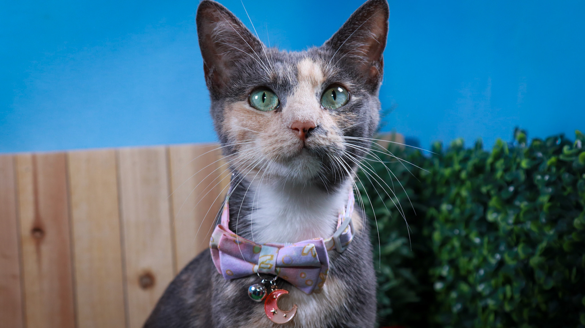 Opal (F-DSH-Dilute/Calico)