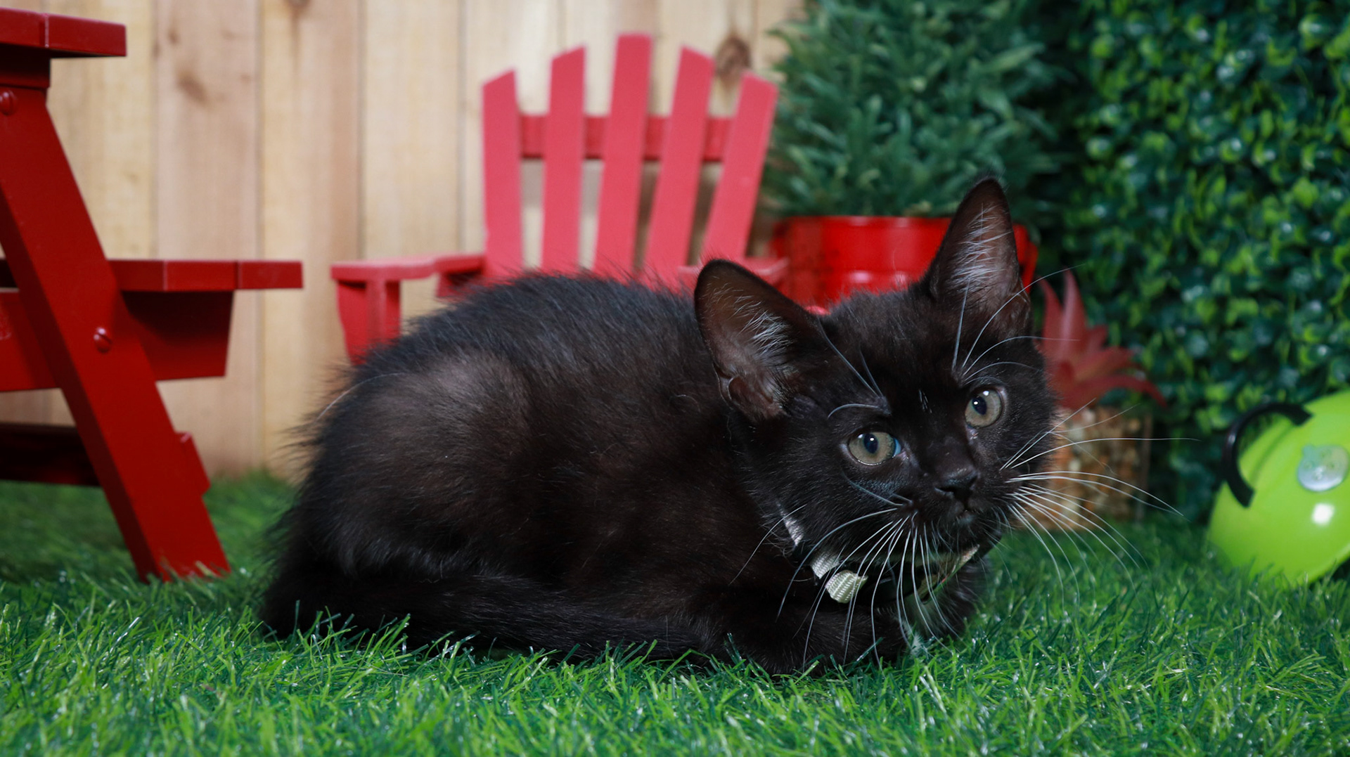 Obsidian (F-DSH-Black/White/Tuxie)
