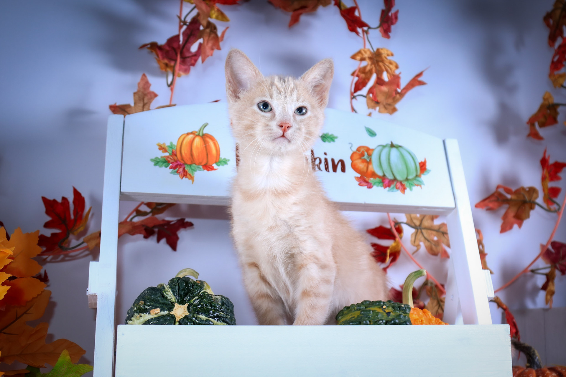 Squirt (M-DSH-Ginger)
