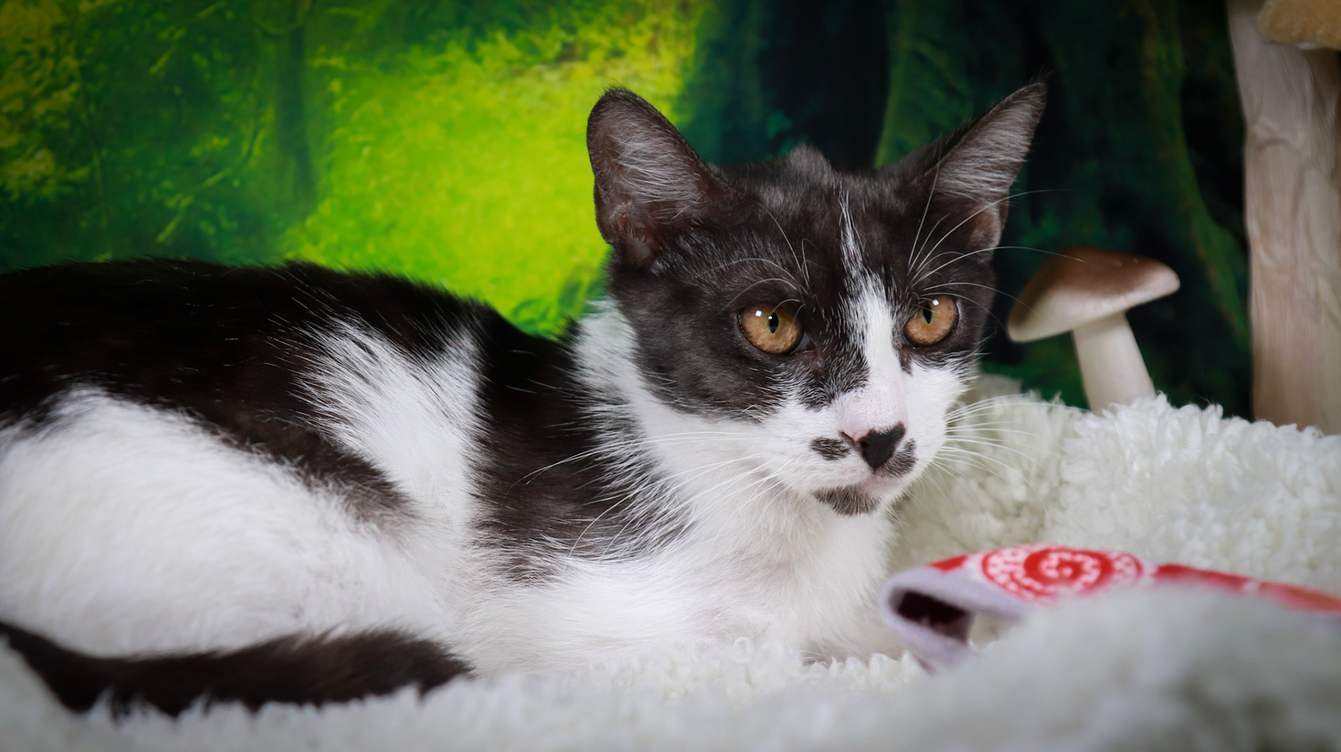 Daisy (F-DSH-Black/White)