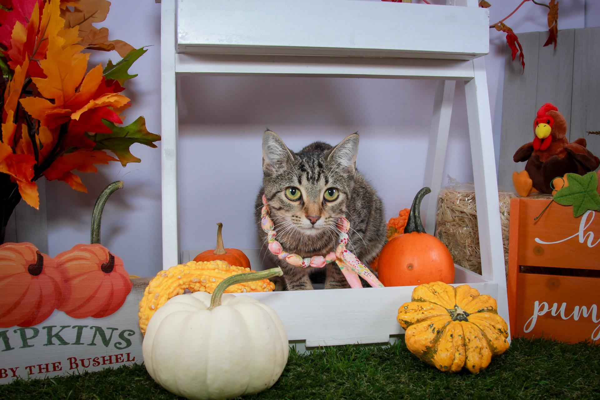 Wren (F-DSH-Tabby)