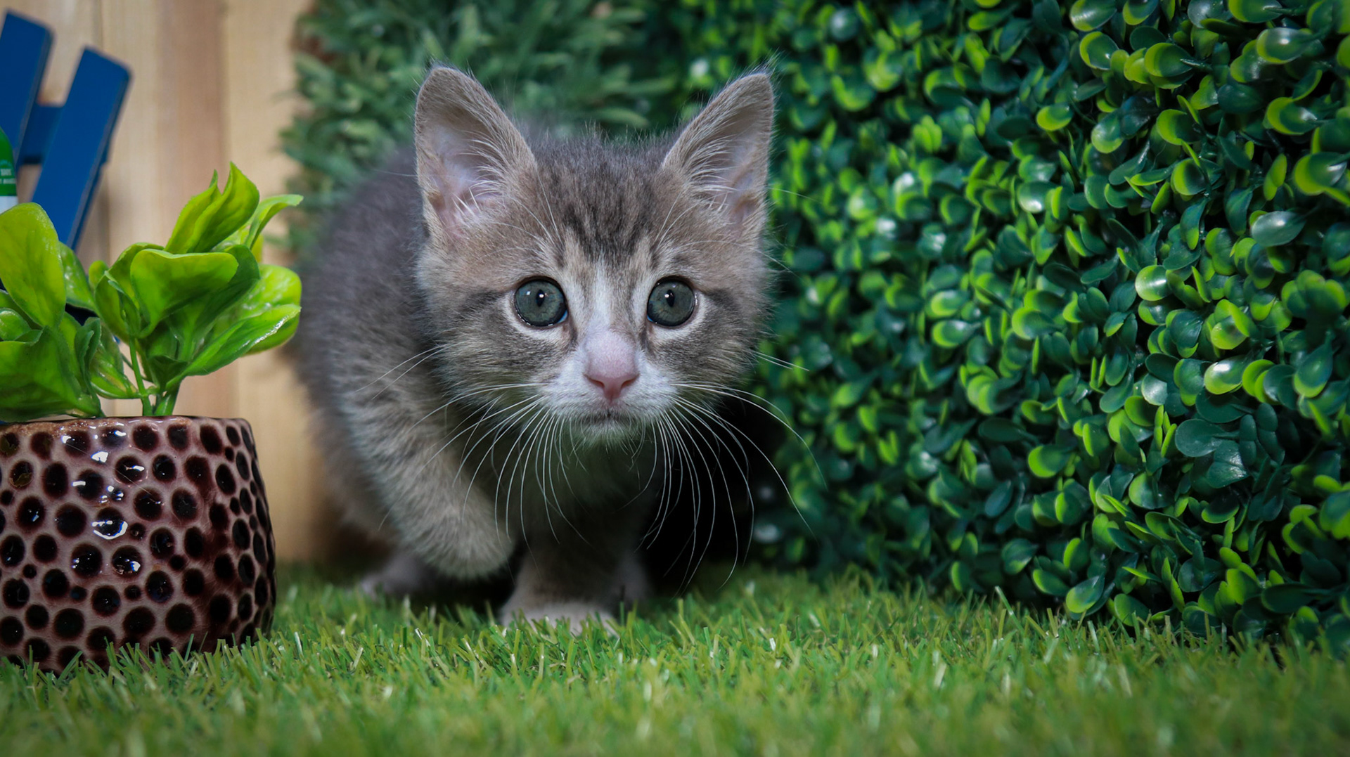 Ming Ming (M-DSH-Gray/White/Tabby)