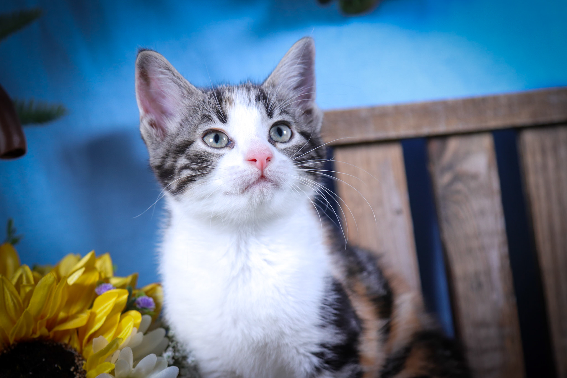 Bonnie (F-DSH-Calico)