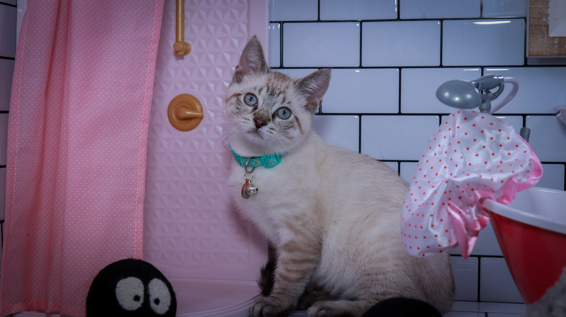 Howl (M-DSH-Links Point Siamese)