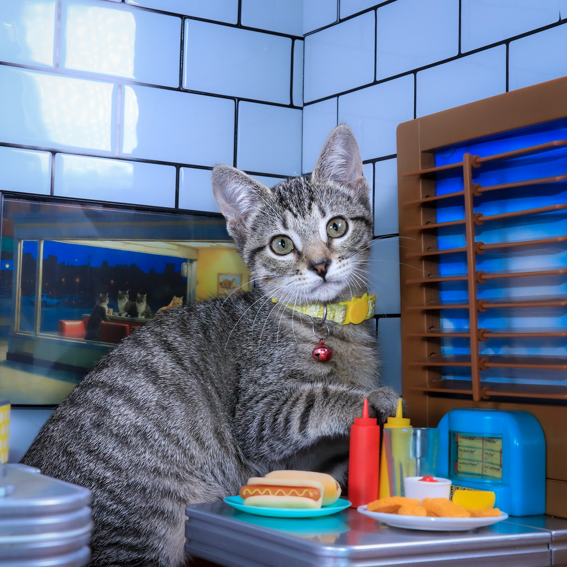 Alice (F-DSH-Tabby)