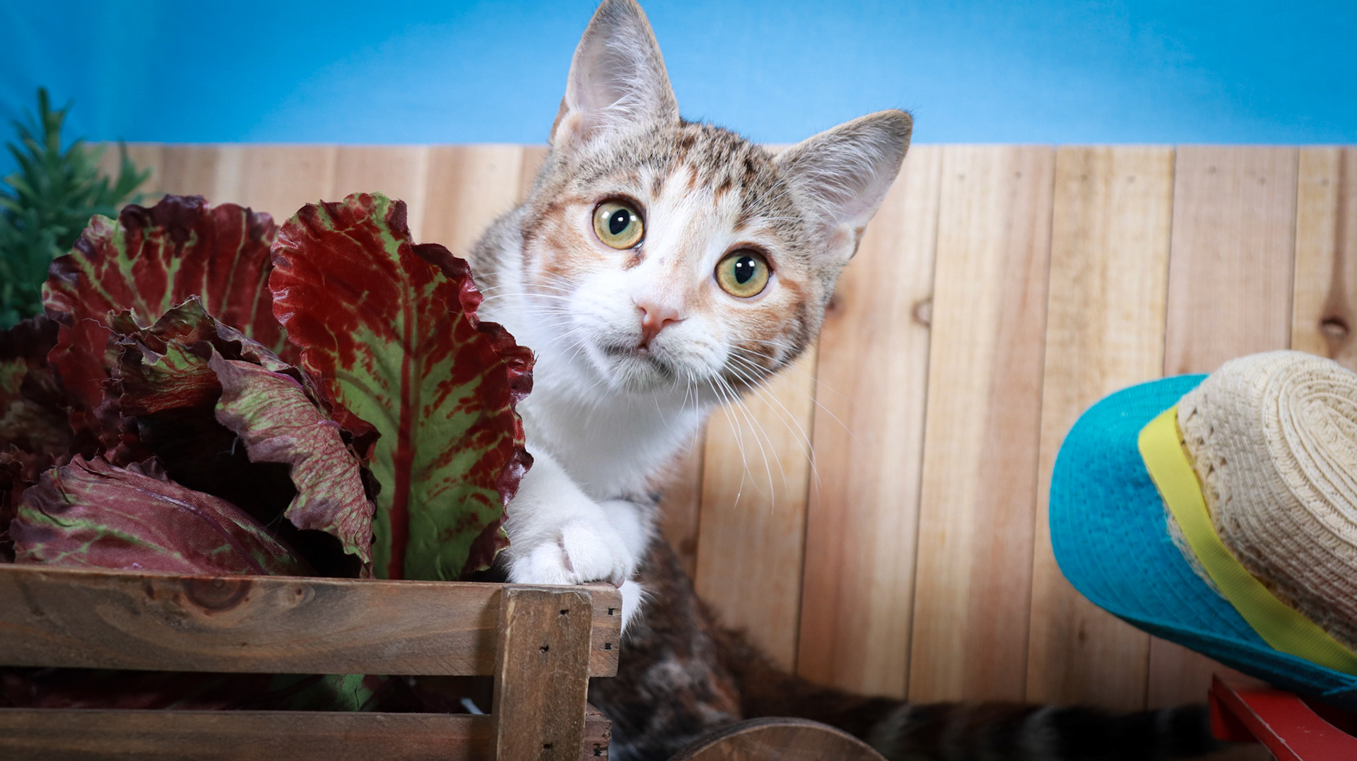 Dottie (F-DSH-Tabbico)