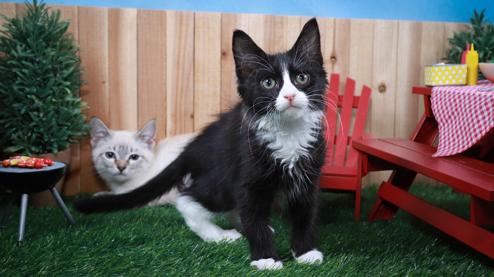 Cocoa Puff (M-DSH-Lynx Point Siamese), Sylvester (M-DLH-Black/White/Tuxie)
