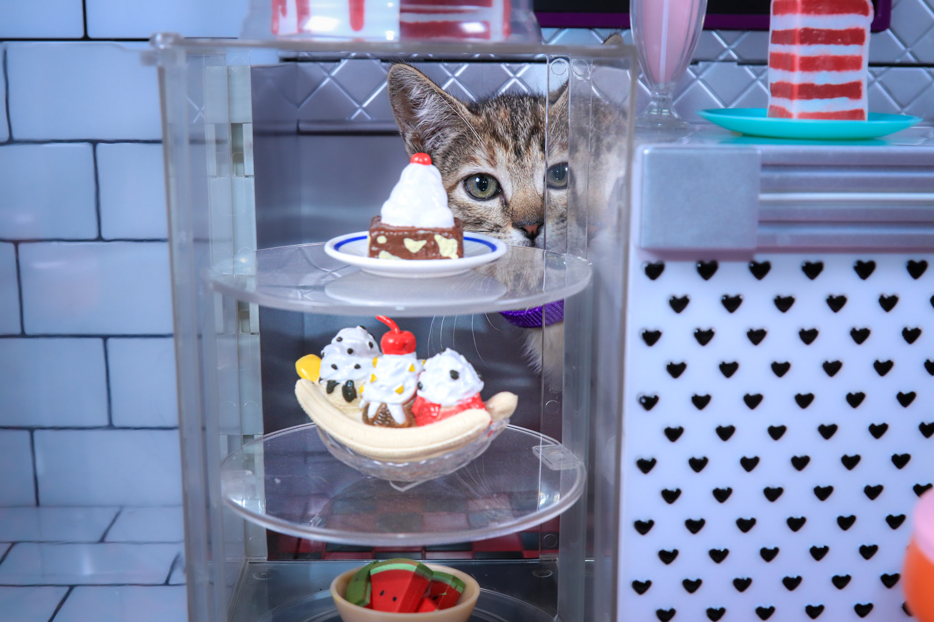 Rae (F-DSH-Tabby)