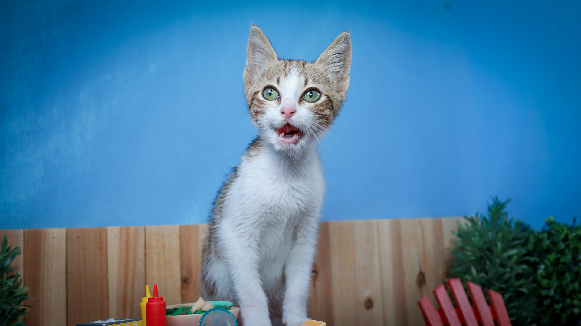 Arthur (M-DSH-Tabby/White)