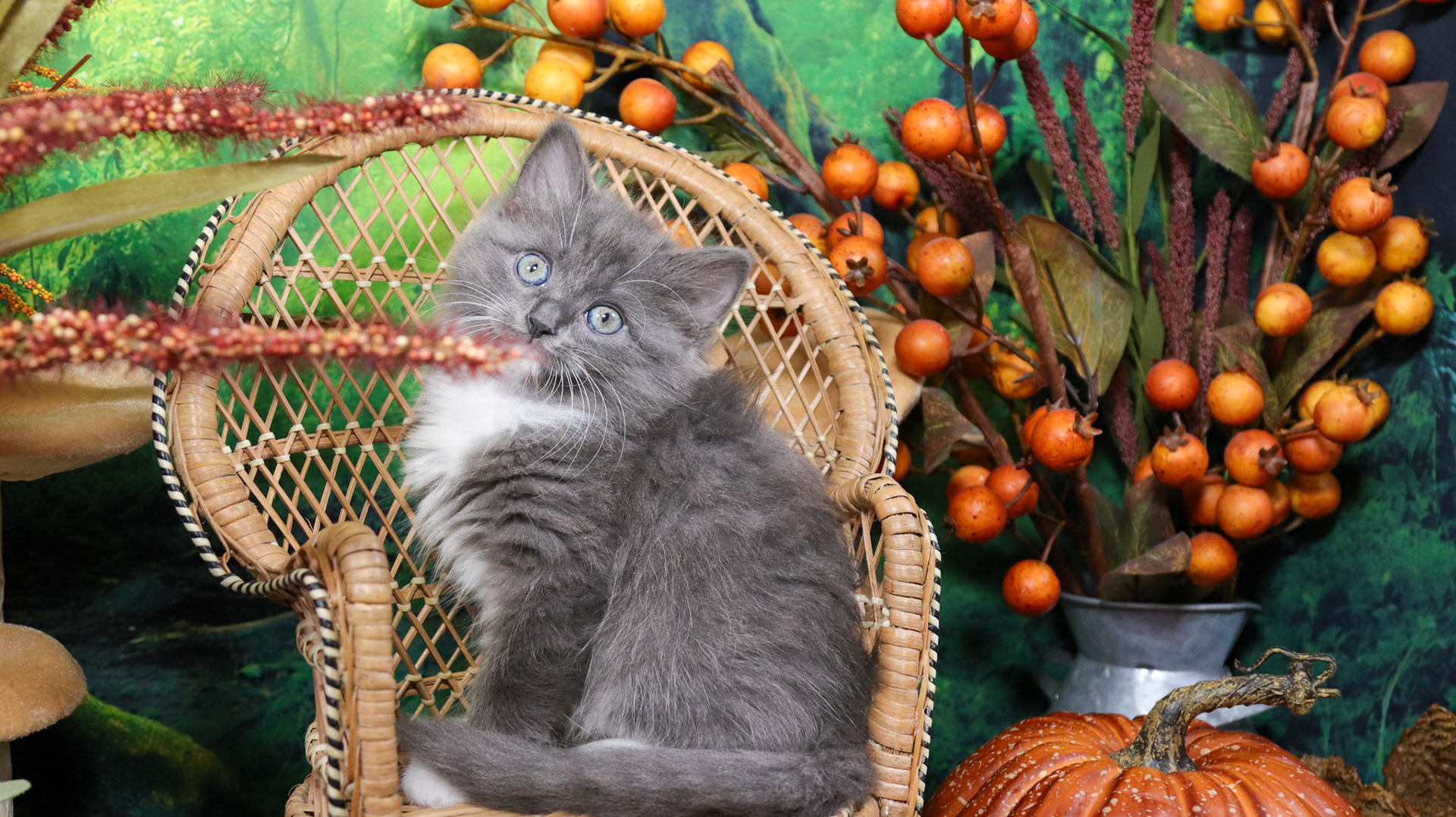 Oakley (F-DLH-Gray/White/Tuxie)