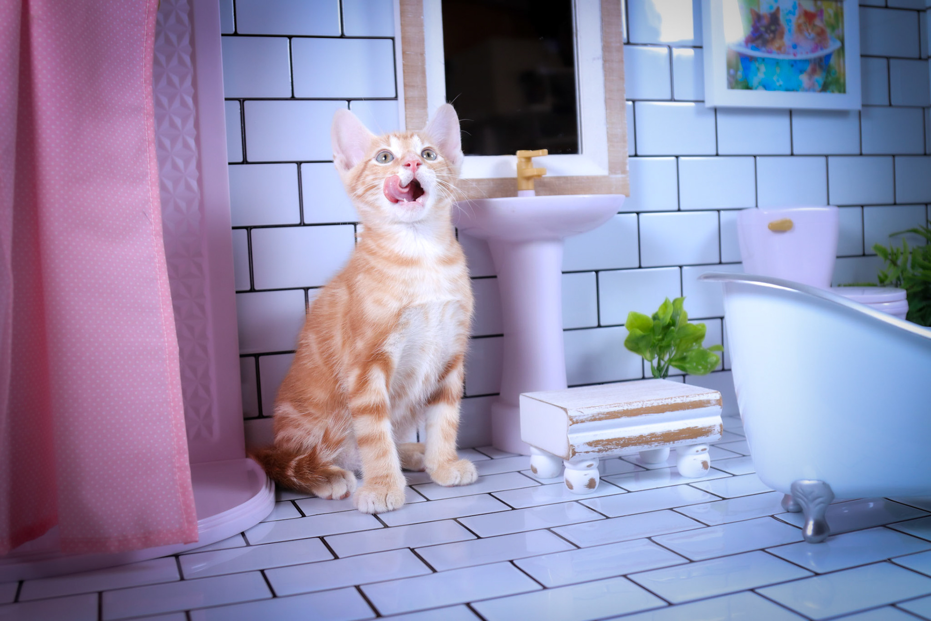 Cheetos (M-DSH-Dark/Bullseye/Ginger Tabby)