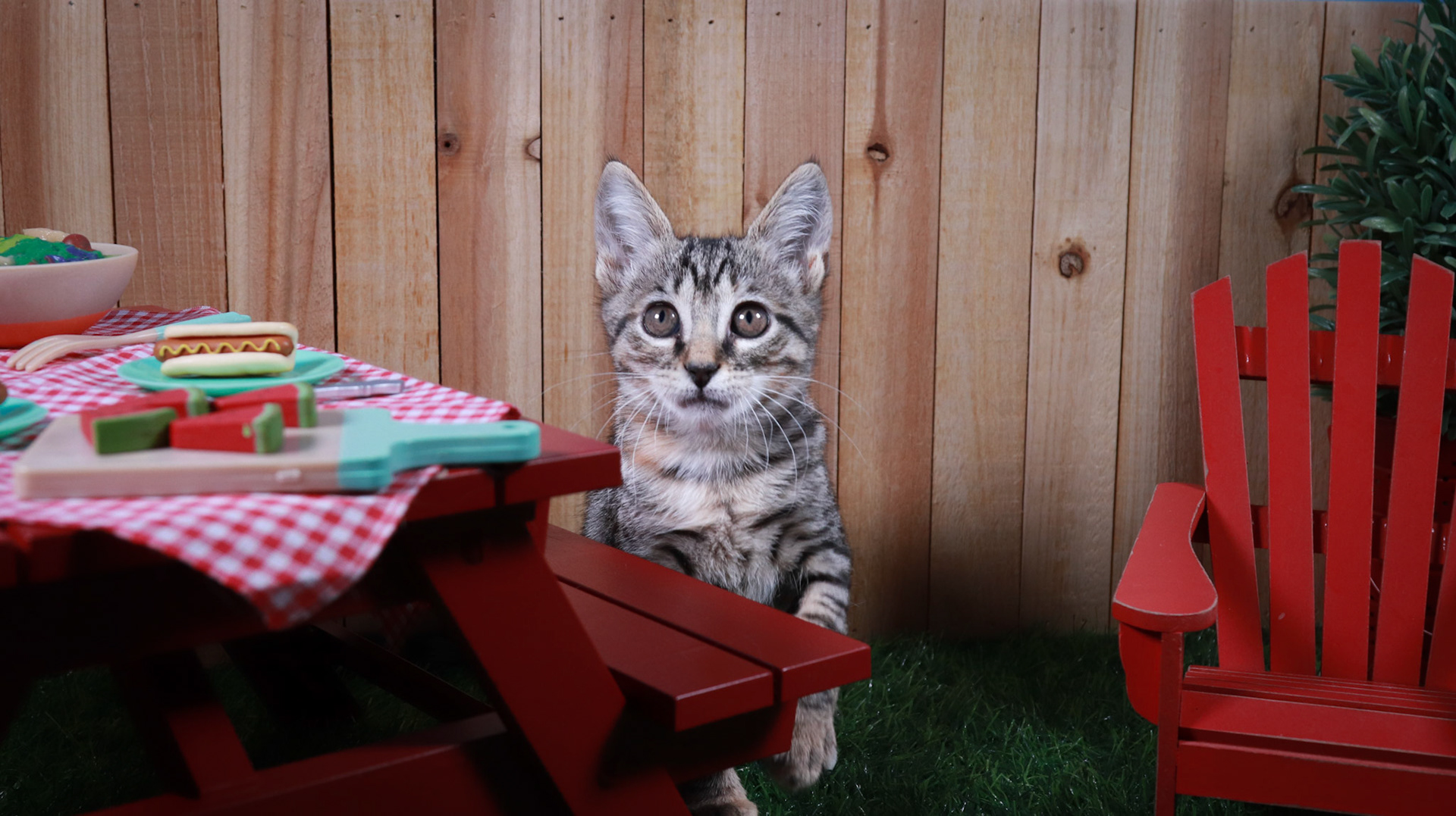 Toonces (F-DSH-Tabby)