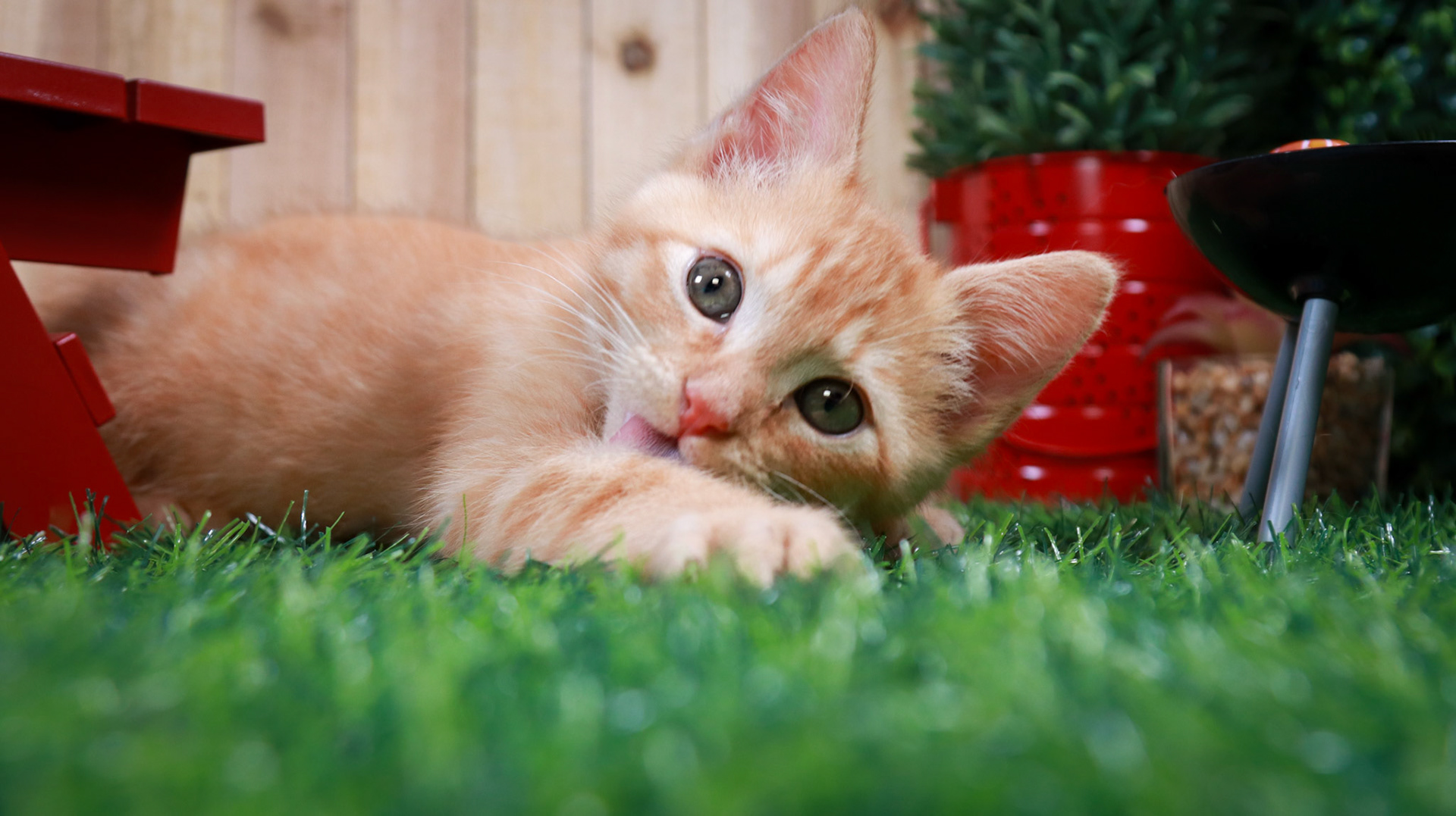 Gus Gus (M-DSH-Ginger)