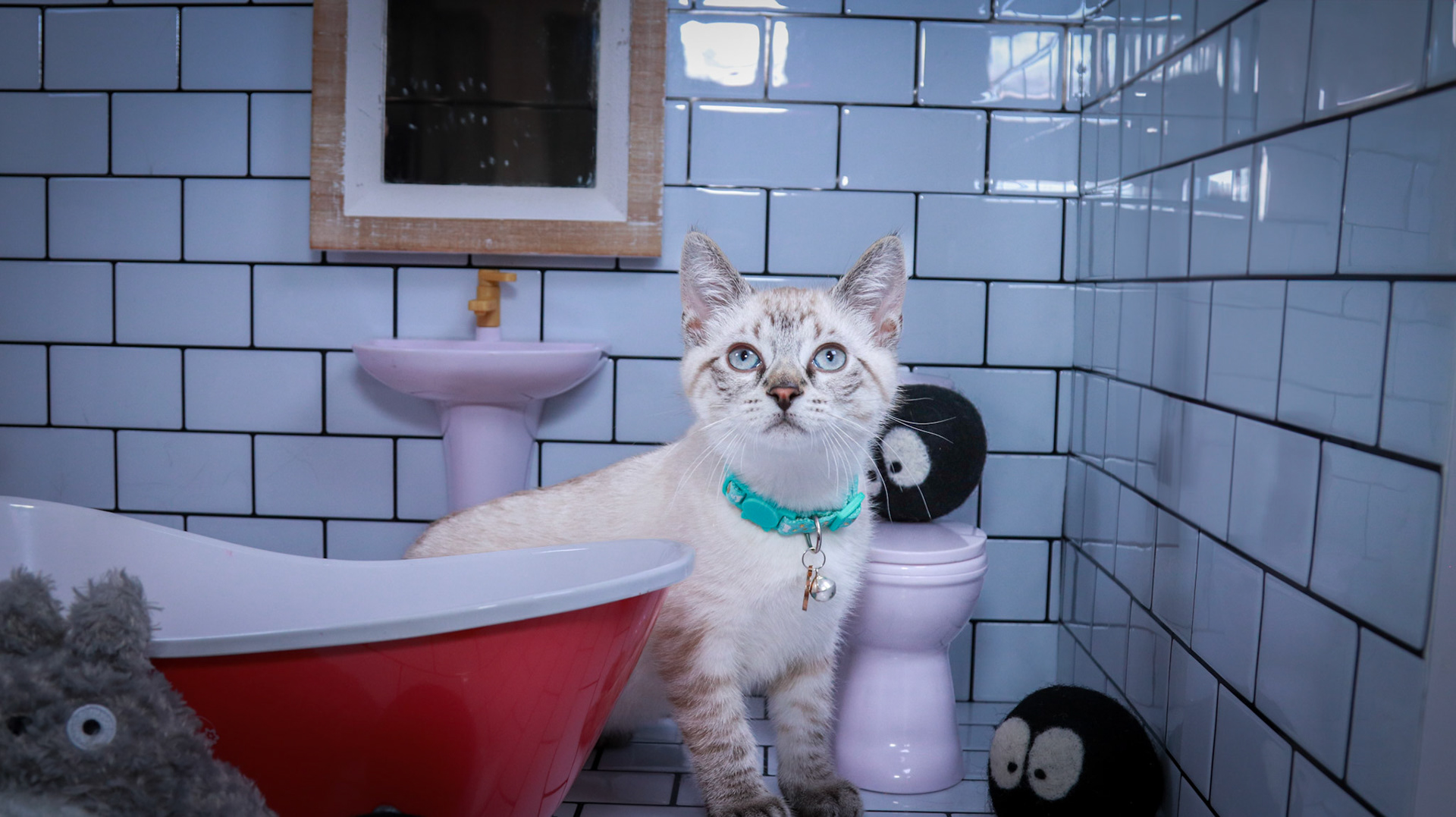 Howl (M-DSH-Links Point Siamese)