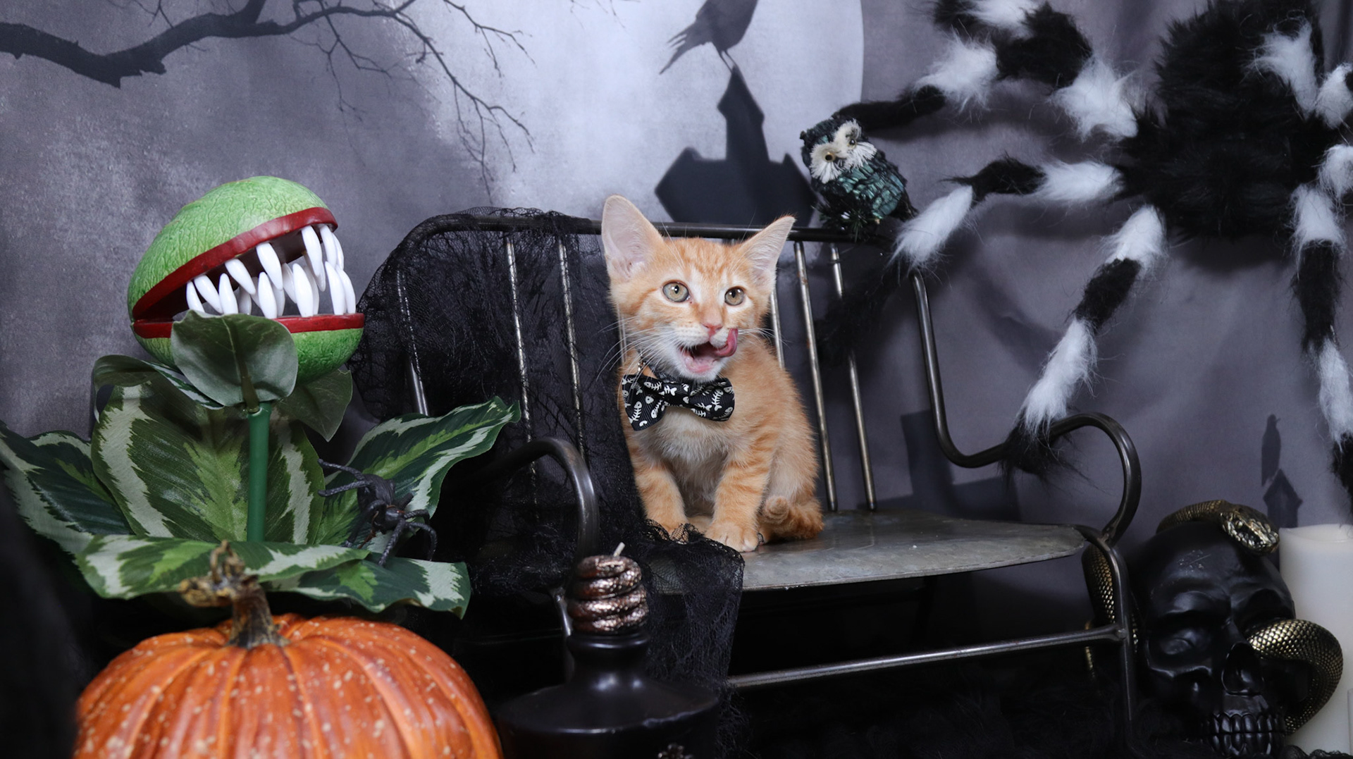 Arlo (M-DSH-Ginger)