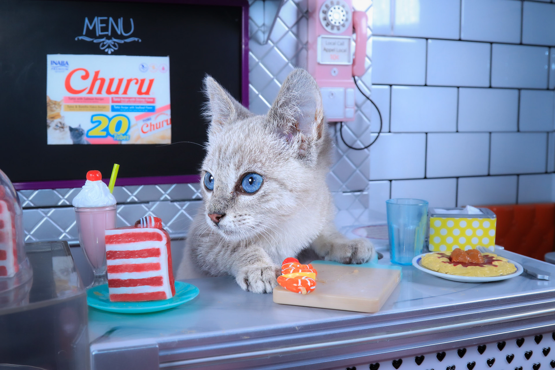 Yuki (M-DSH-Lynx Point Siamese)