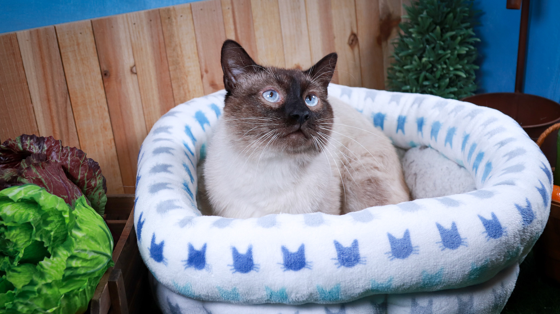 Amir (M-DSH-Siamese)