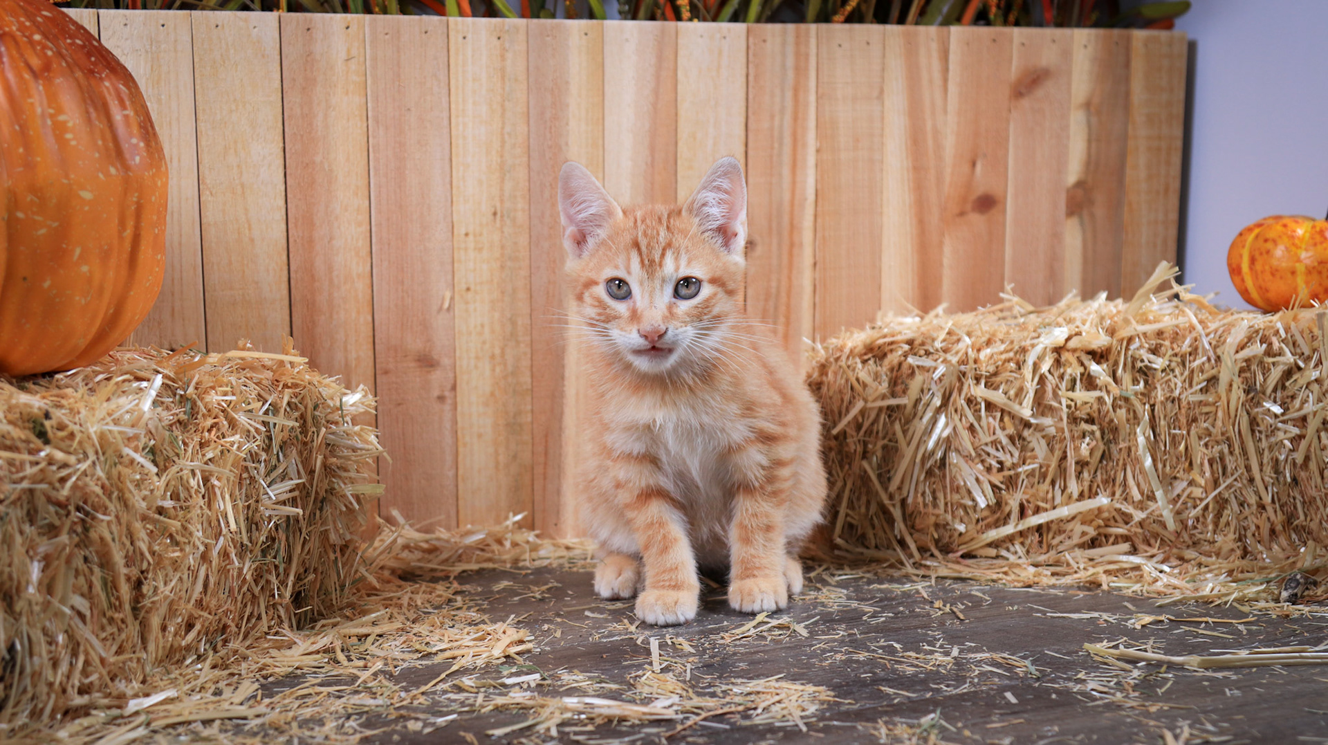 Chester (M-DSH-Ginger)