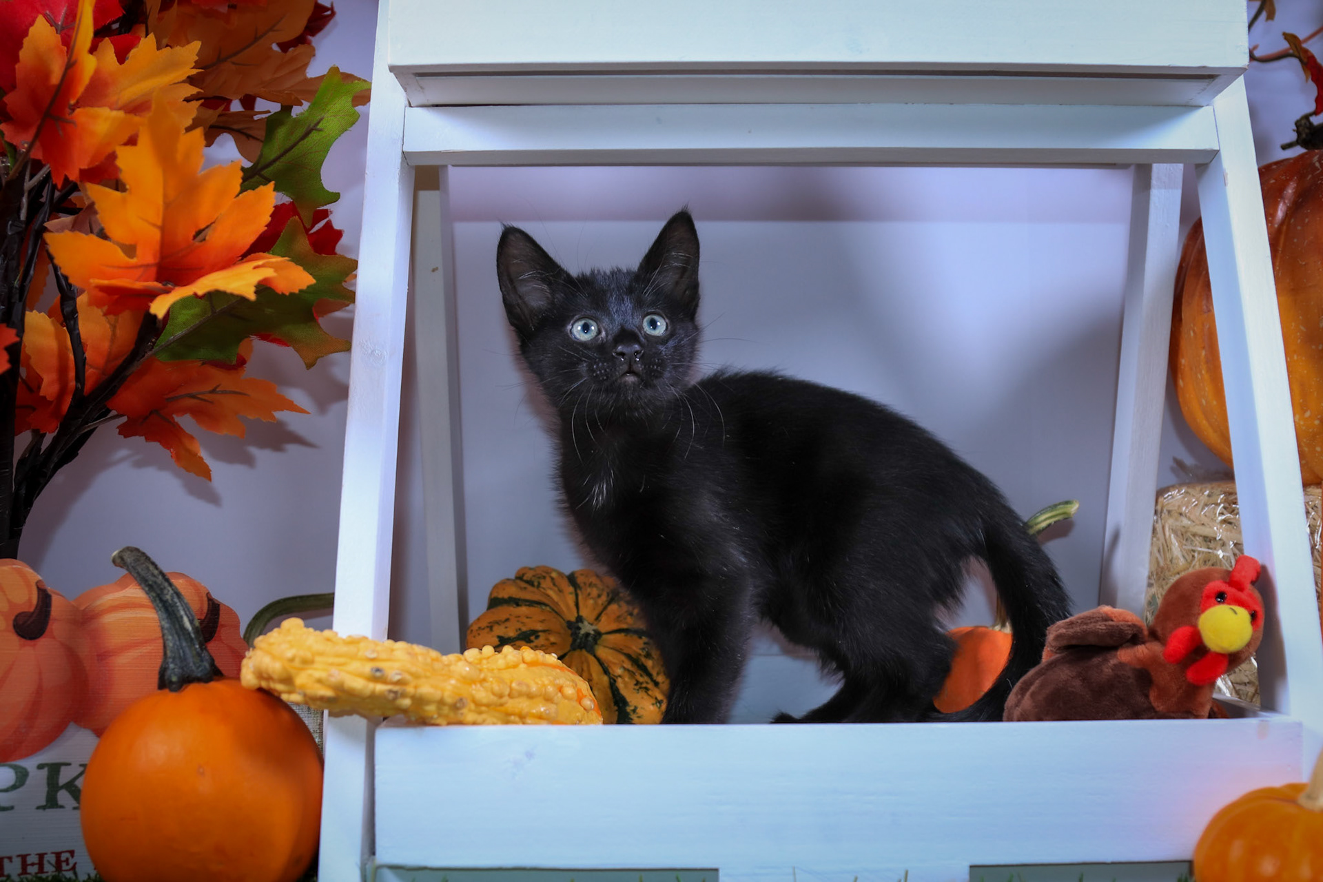 Salem (F-DSH-Black)
